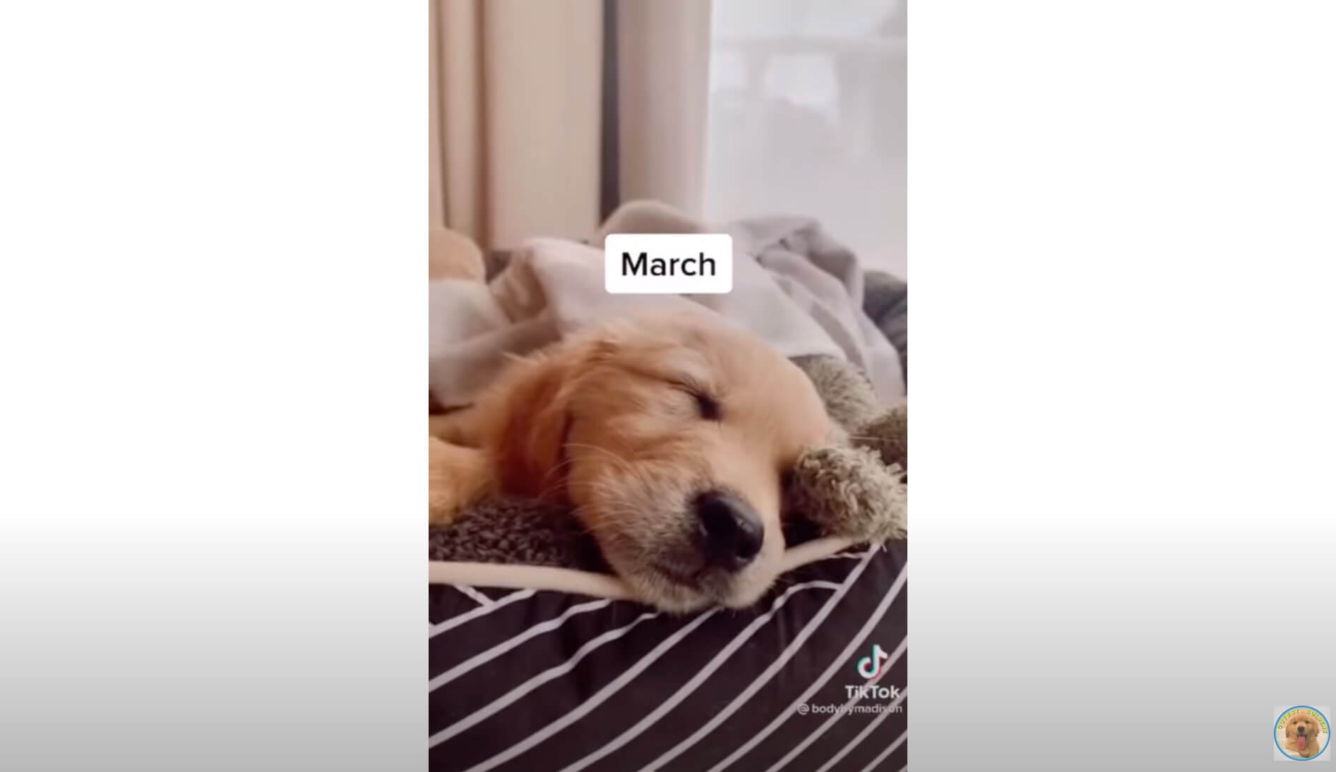 ゴールデンレトリーバー,動画