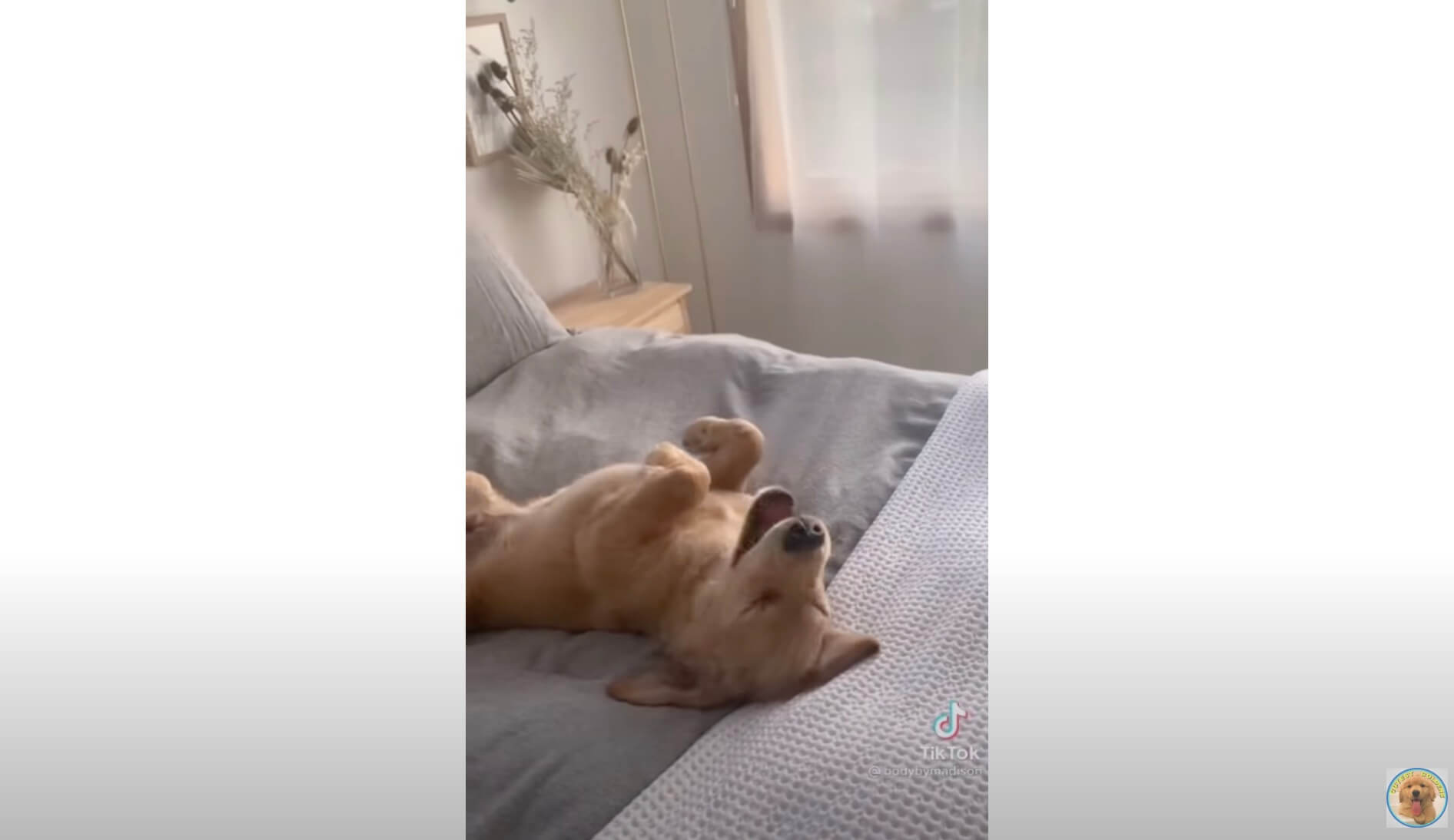 ゴールデンレトリーバー,動画