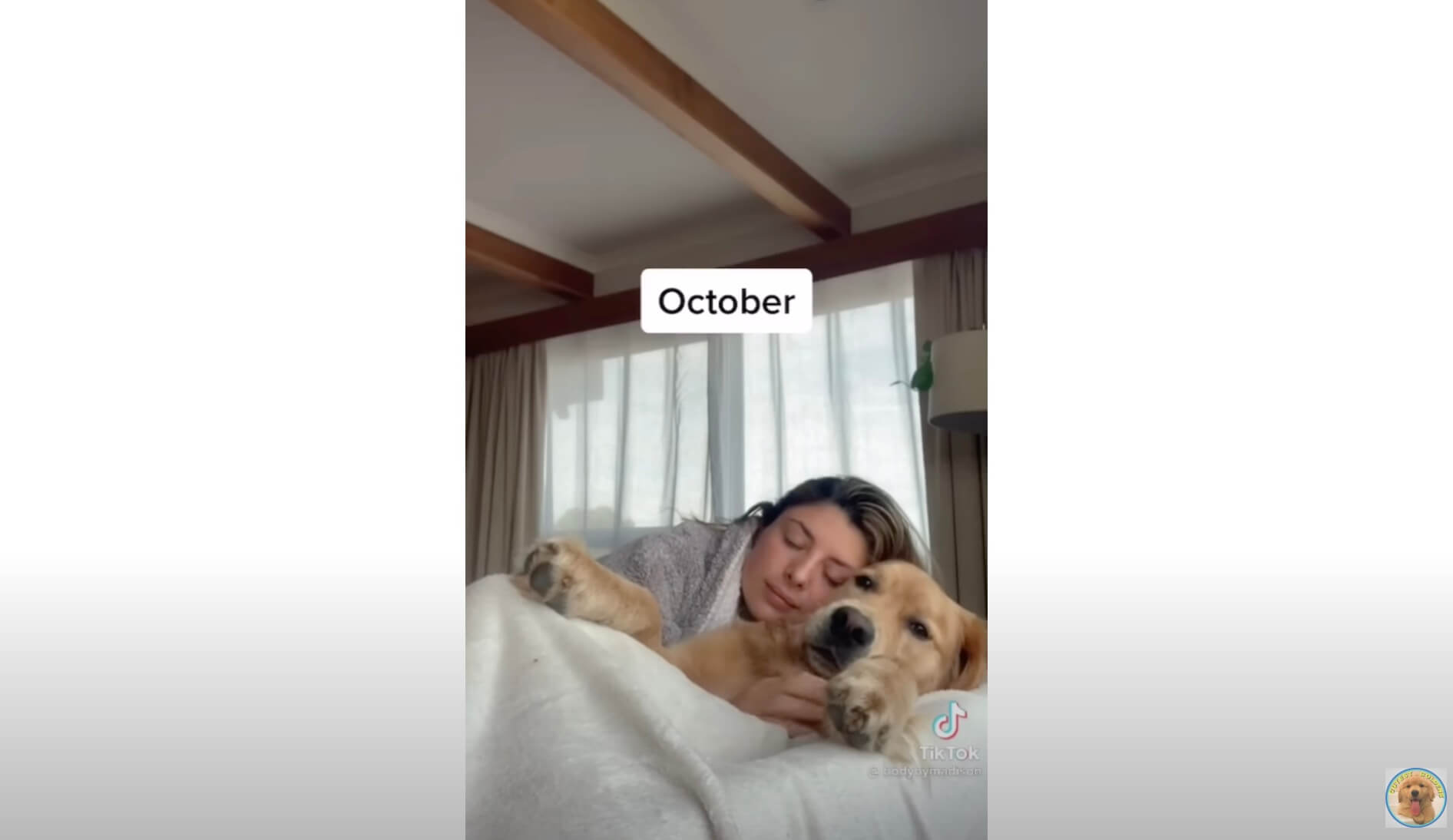 ゴールデンレトリーバー,動画