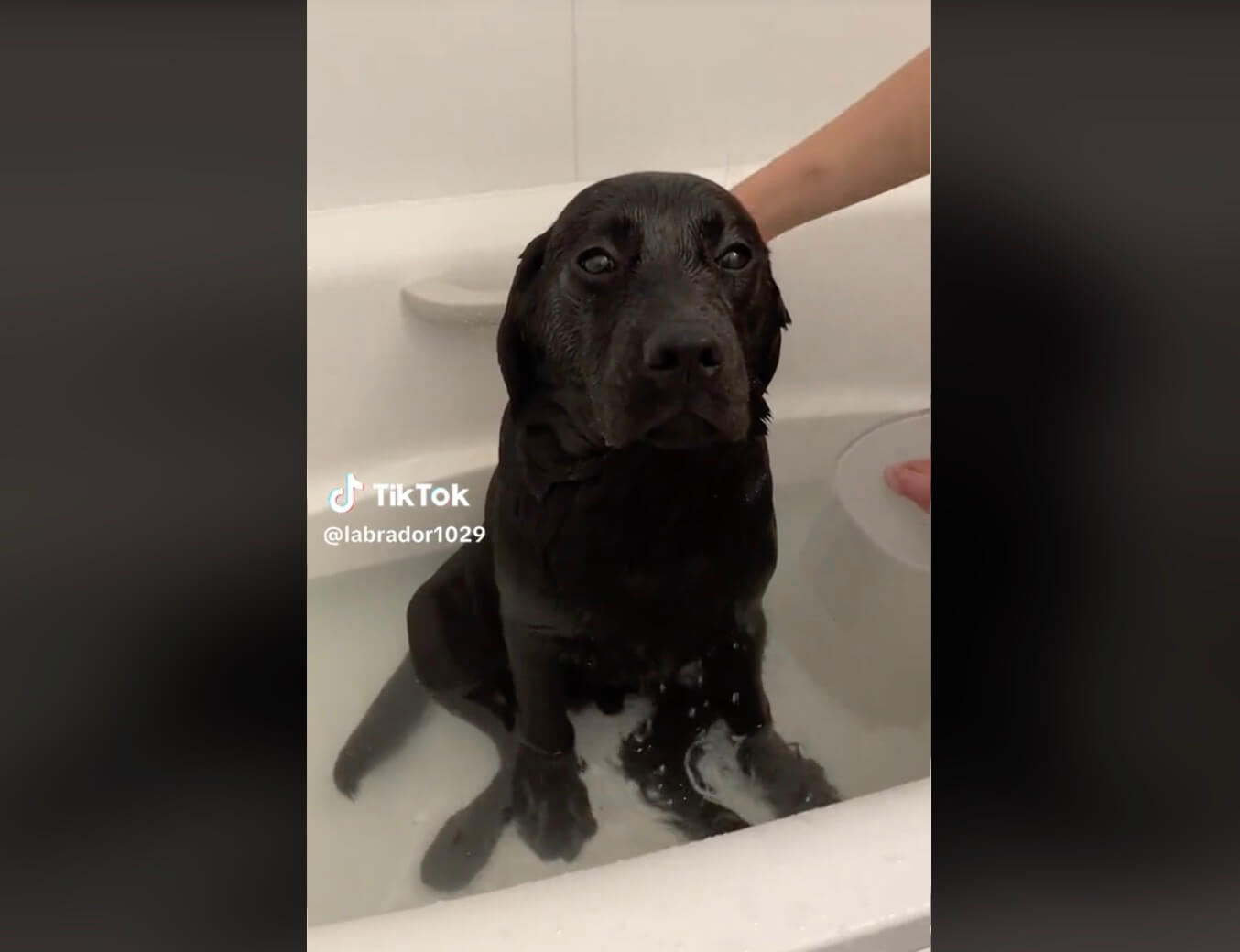 ラブラドールレトリーバー,動画