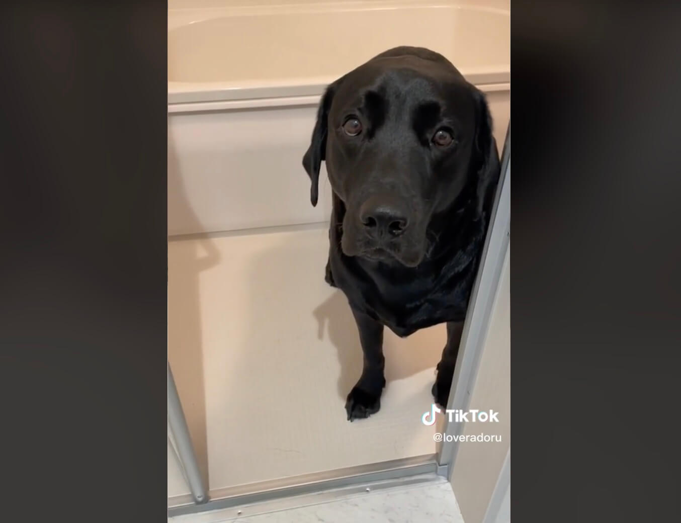 ラブラドールレトリーバー,動画