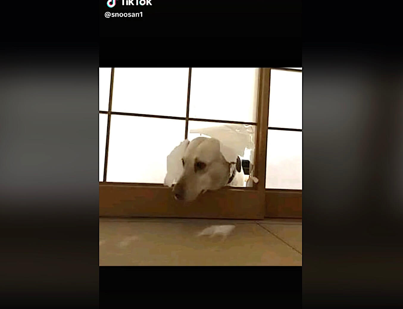 ラブラドールレトリーバー,動画