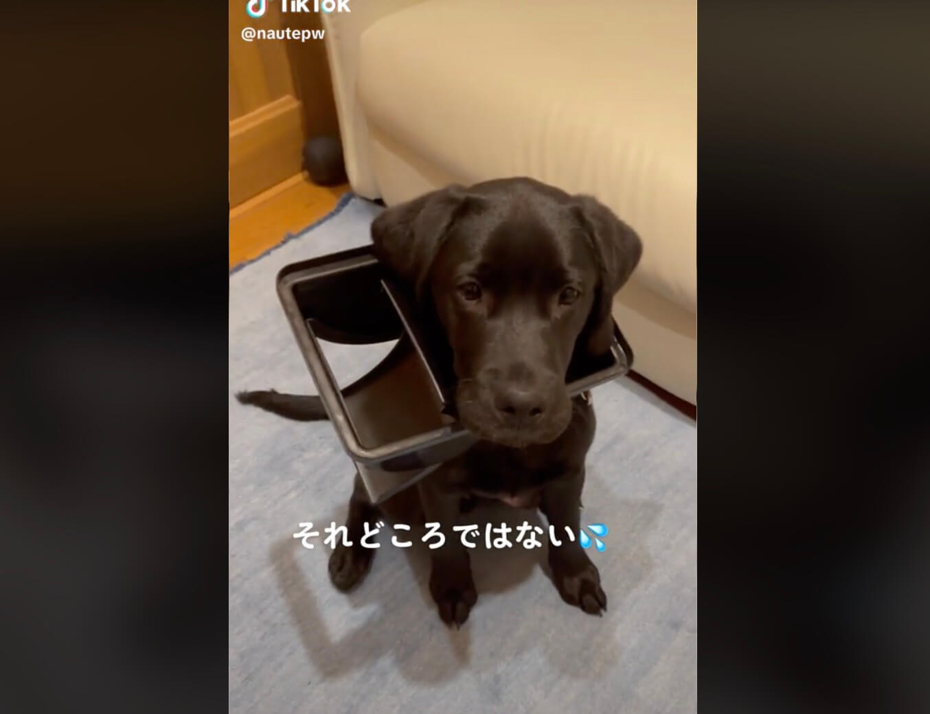 ラブラドールレトリーバー,動画