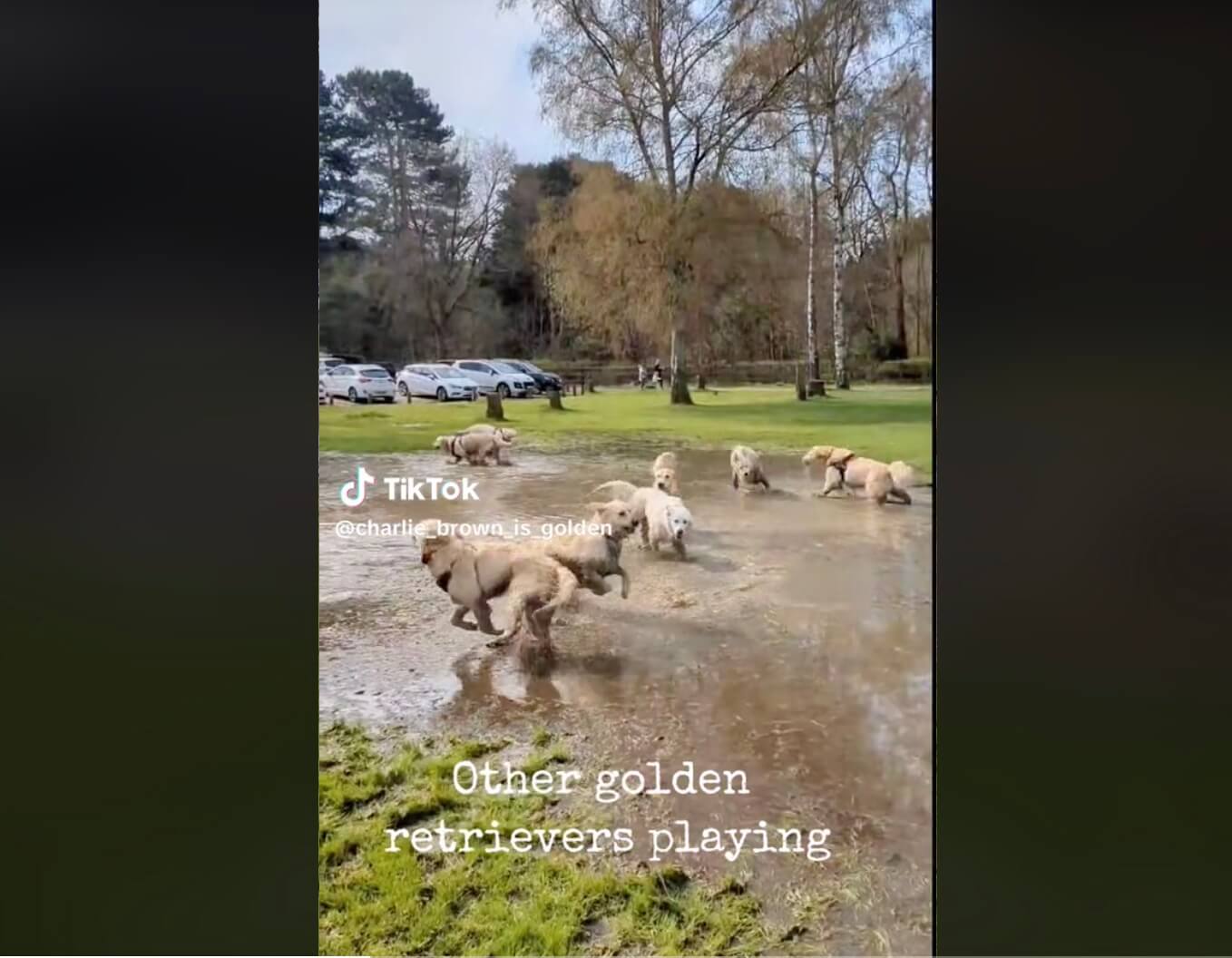 ゴールデンレトリーバー,動画