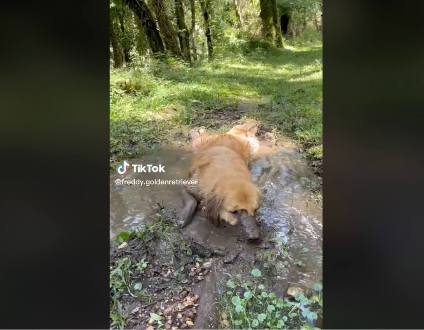 ゴールデンレトリーバー,動画