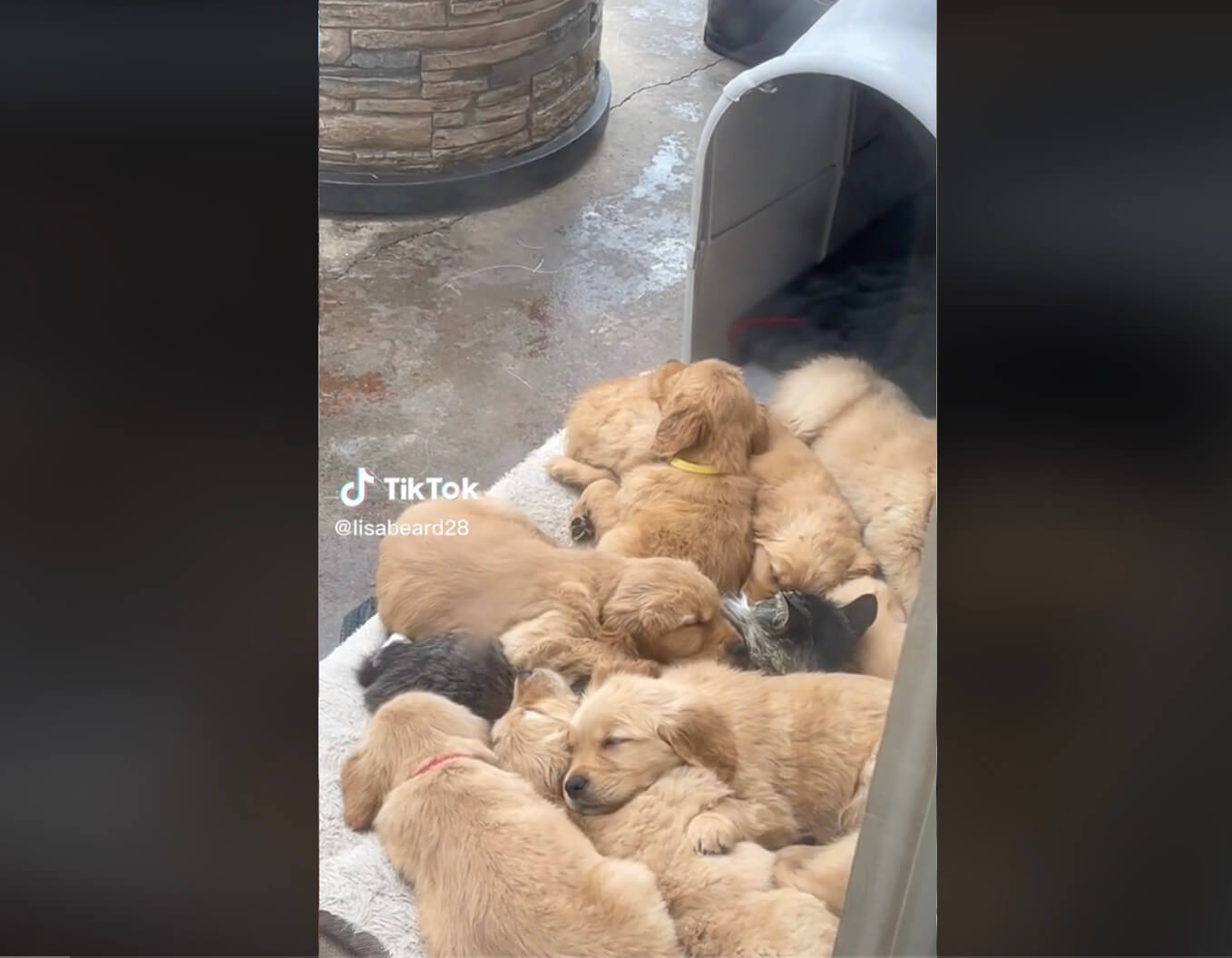 ゴールデンレトリーバー,動画