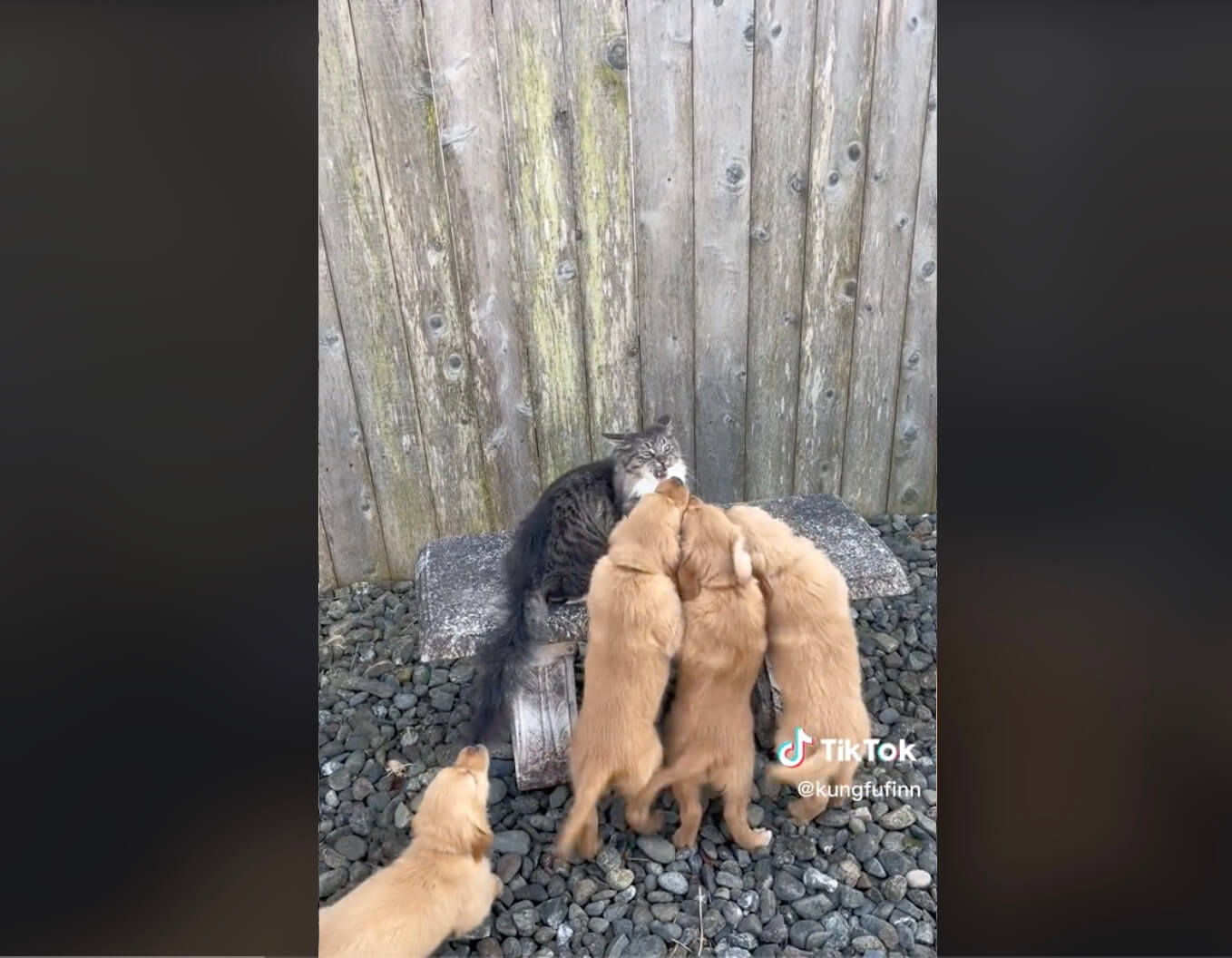 ゴールデンレトリーバー,動画