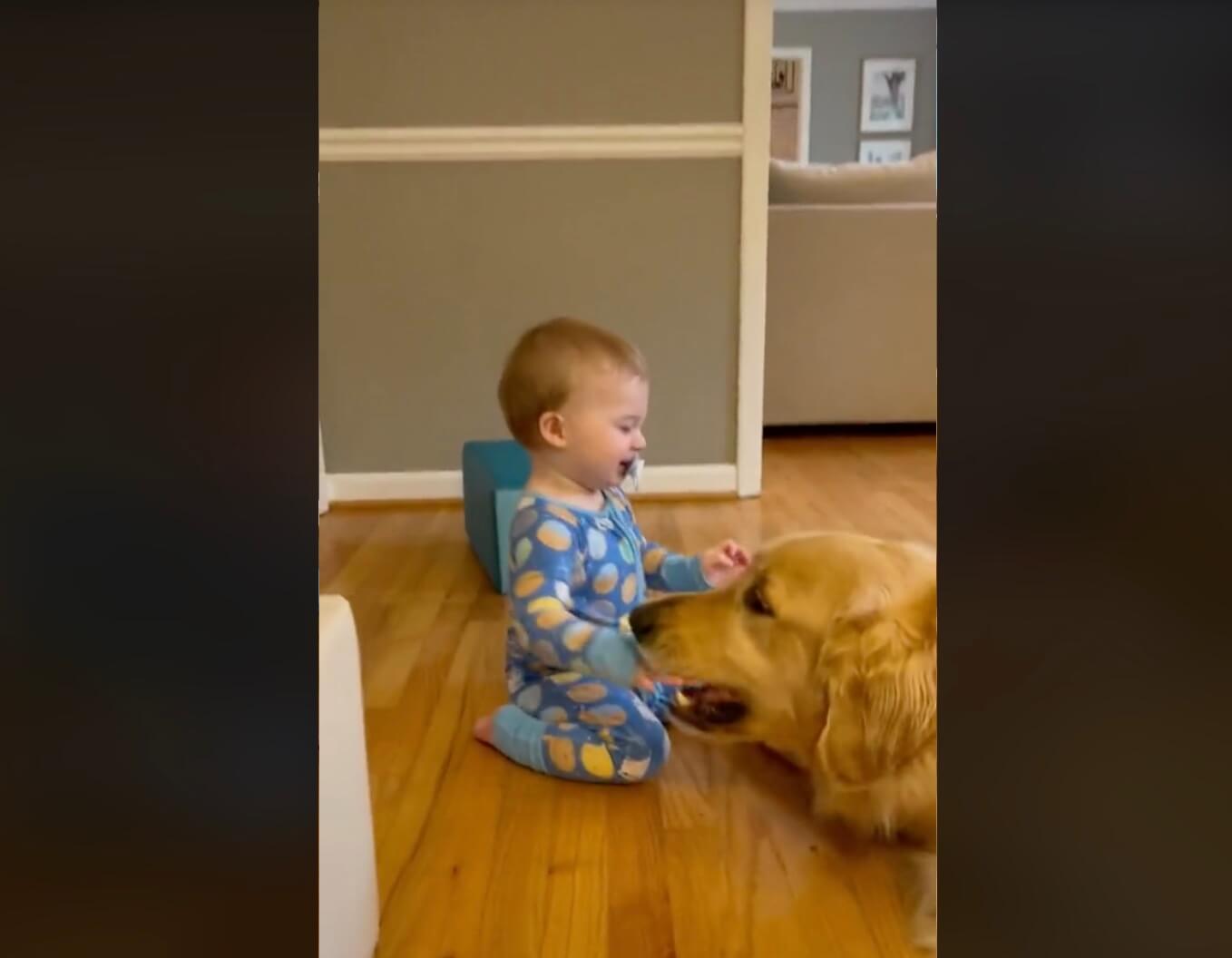 ゴールデンレトリーバー,動画