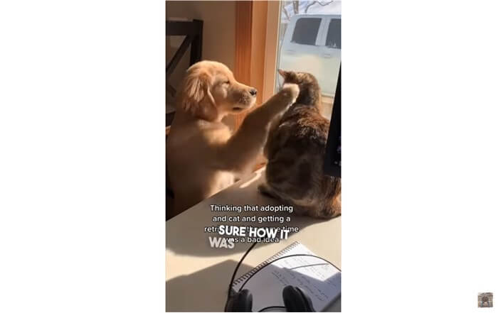 ゴールデンレトリーバー,動画