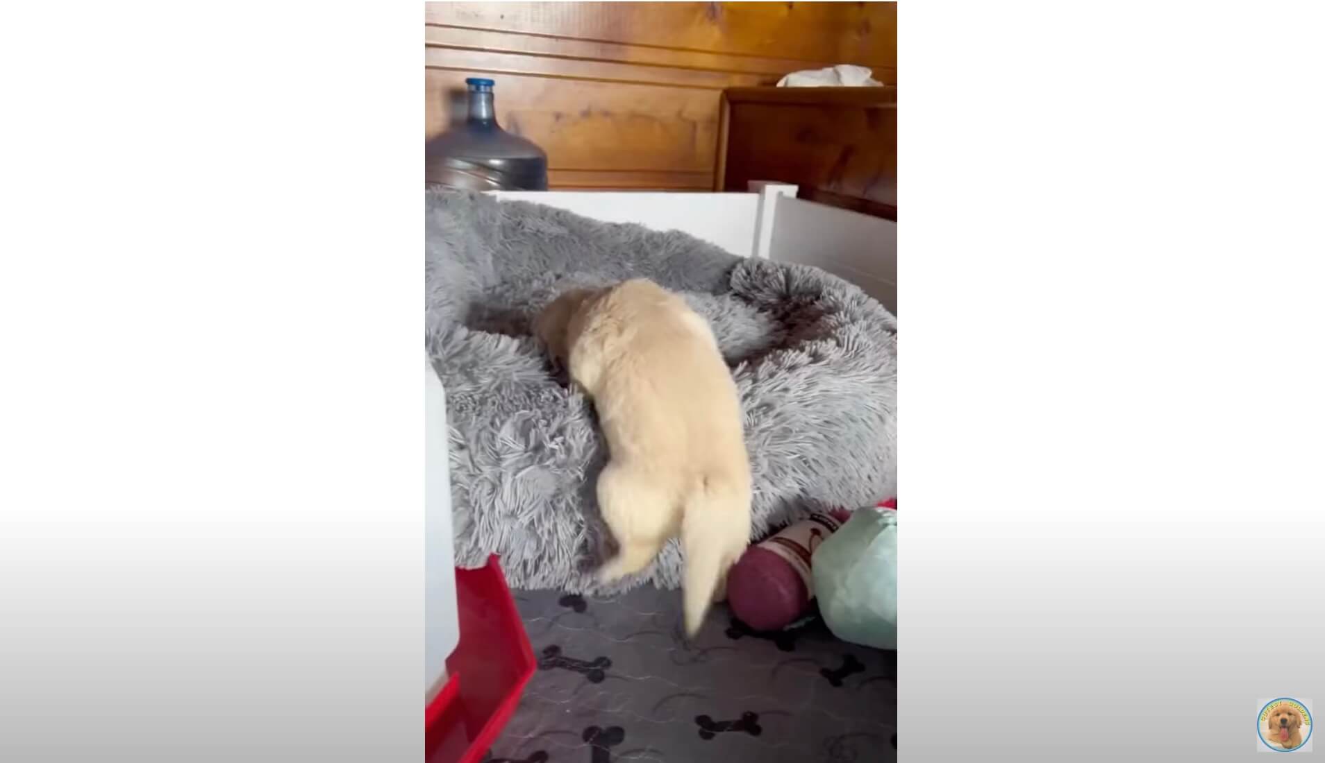 ゴールデンレトリーバー,動画