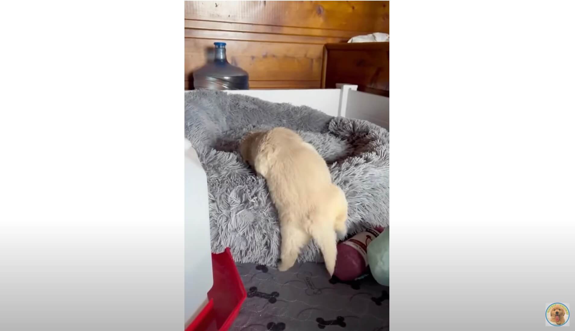 ゴールデンレトリーバー,動画