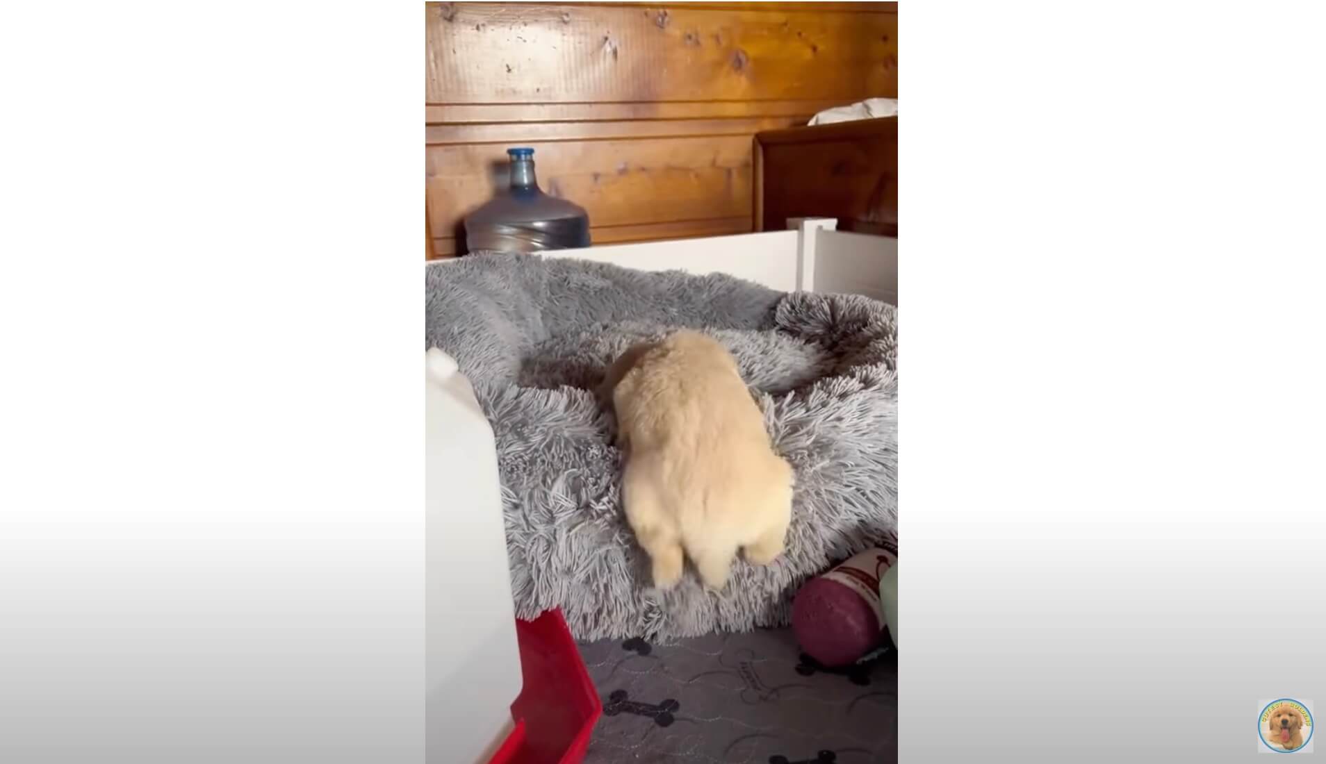 ゴールデンレトリーバー,動画