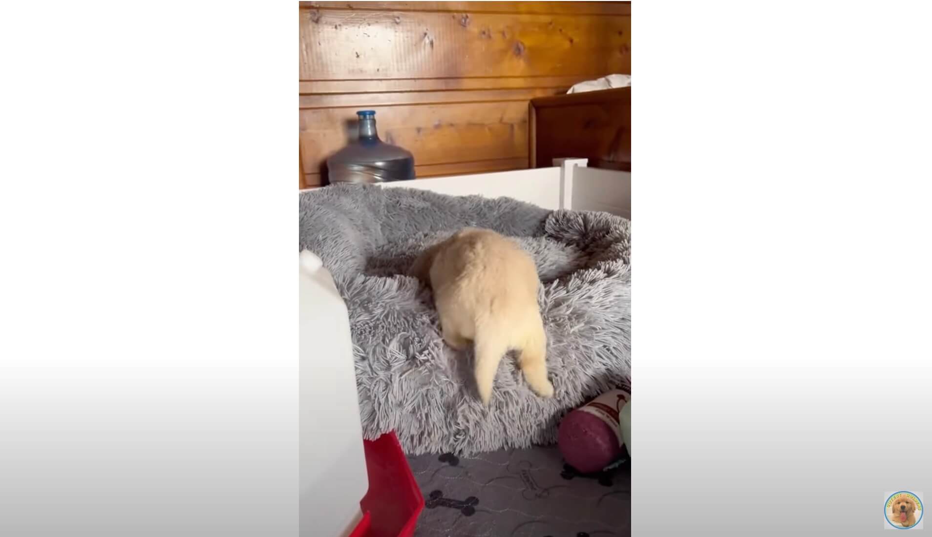 ゴールデンレトリーバー,動画