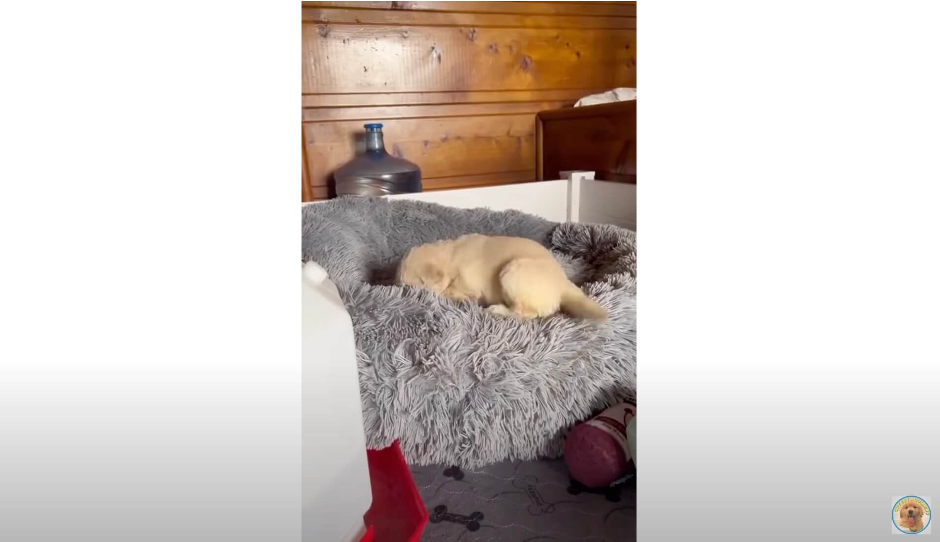 ゴールデンレトリーバー,動画