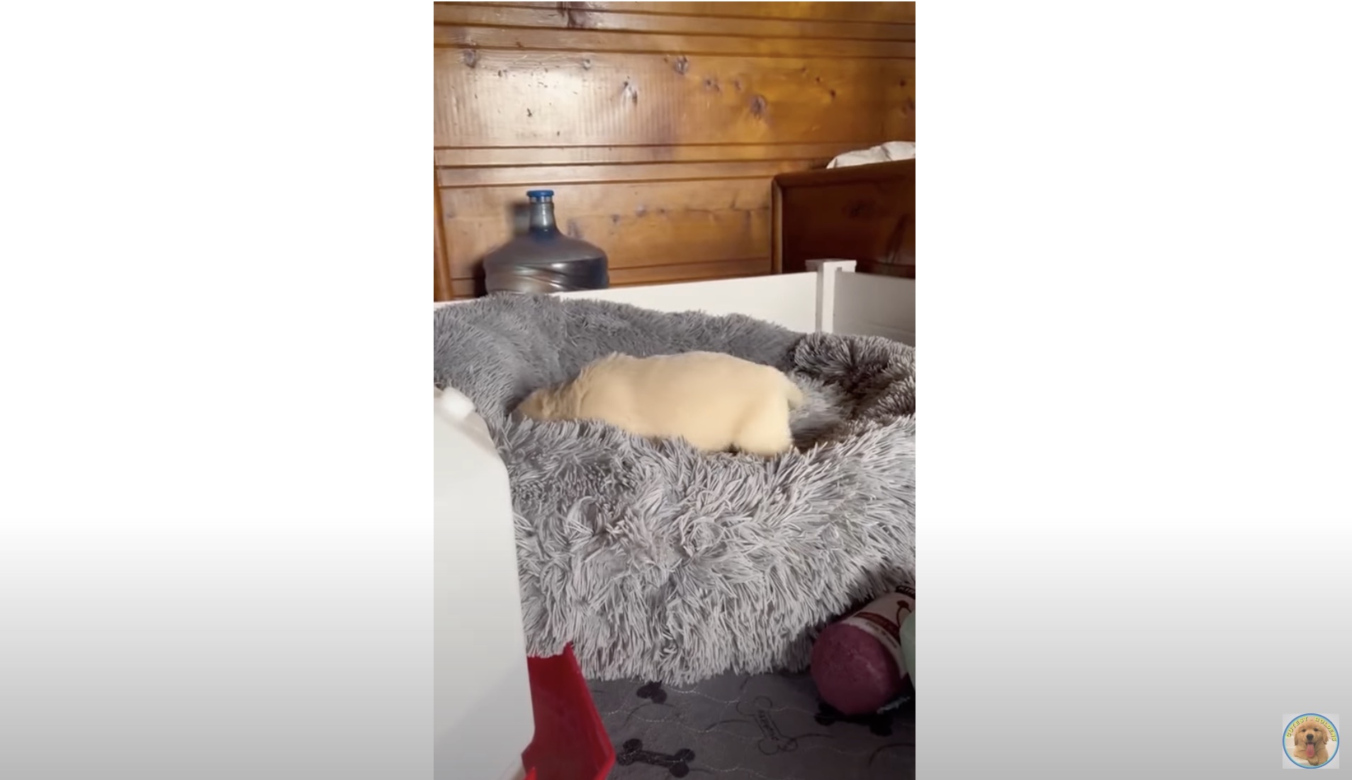 ゴールデンレトリーバー,動画