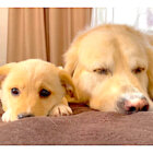 やんちゃな子犬に優しく寄り添い、大きな心で受け入れてくれたゴールデン。【ほっこり動画】