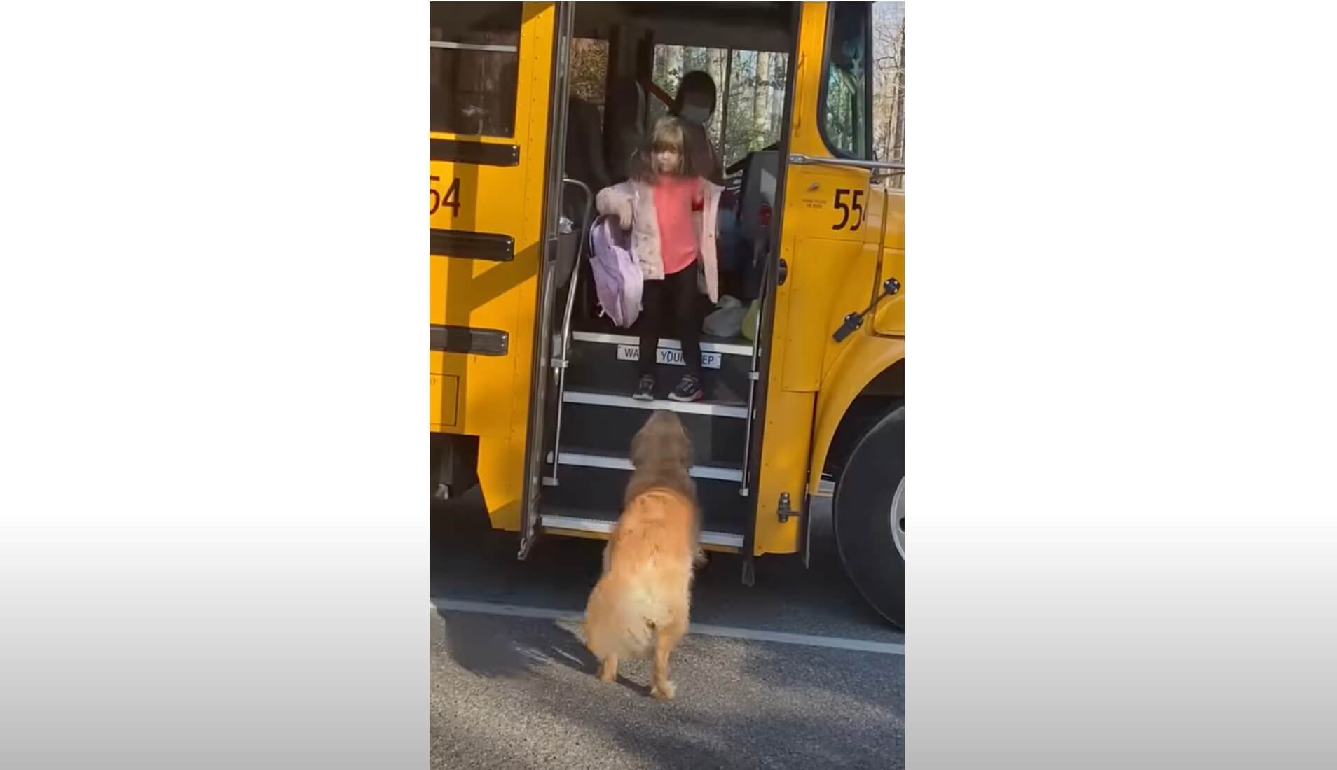 ゴールデンレトリーバー,動画