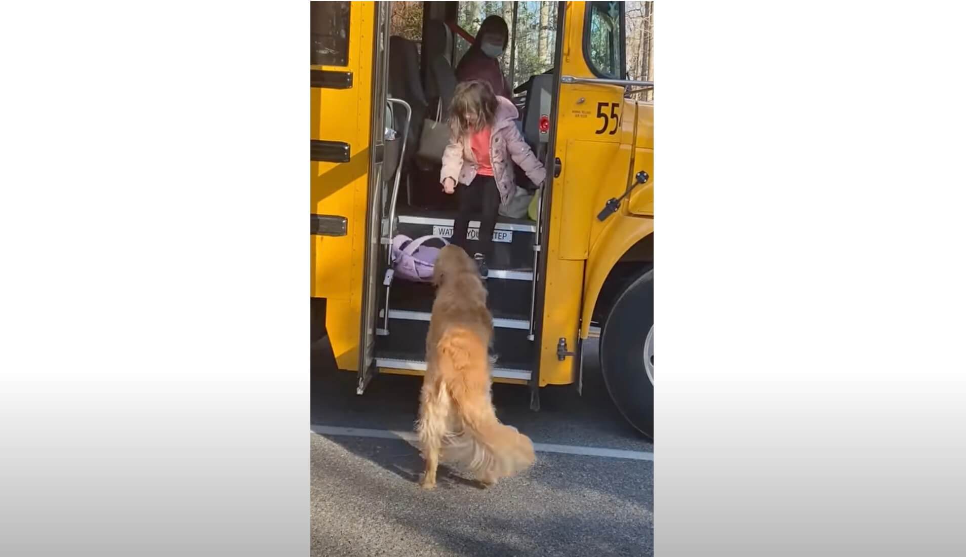 ゴールデンレトリーバー,動画