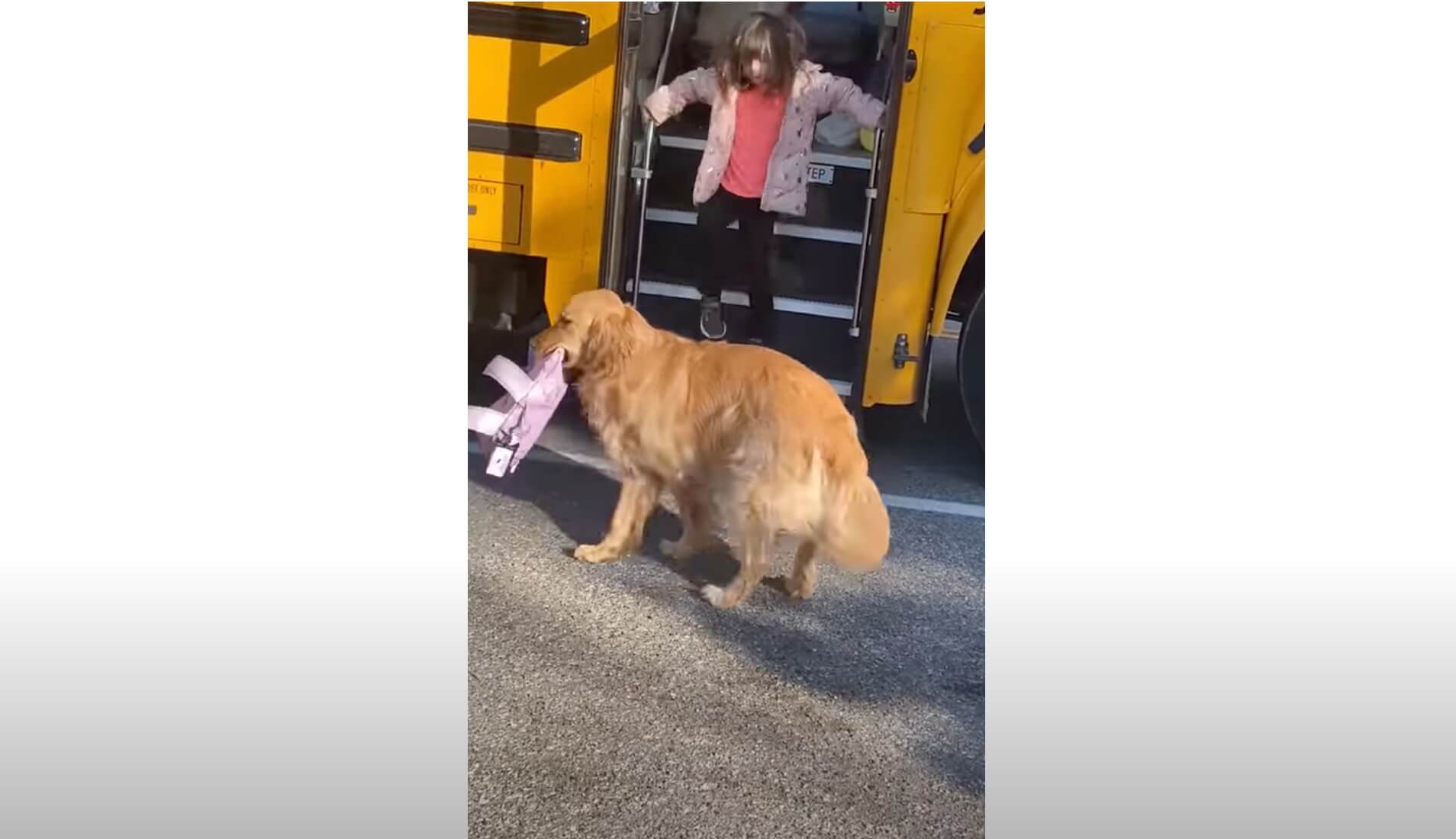 ゴールデンレトリーバー,動画