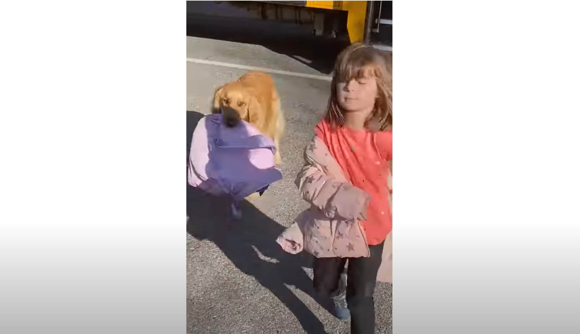 ゴールデンレトリーバー,動画