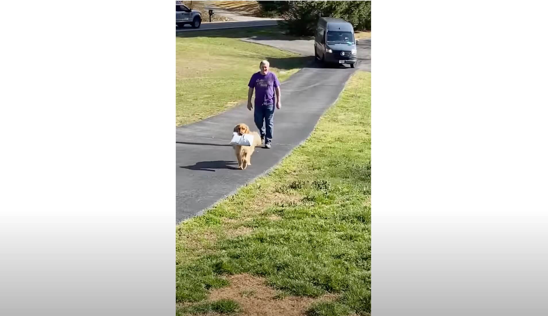 ゴールデンレトリーバー,動画