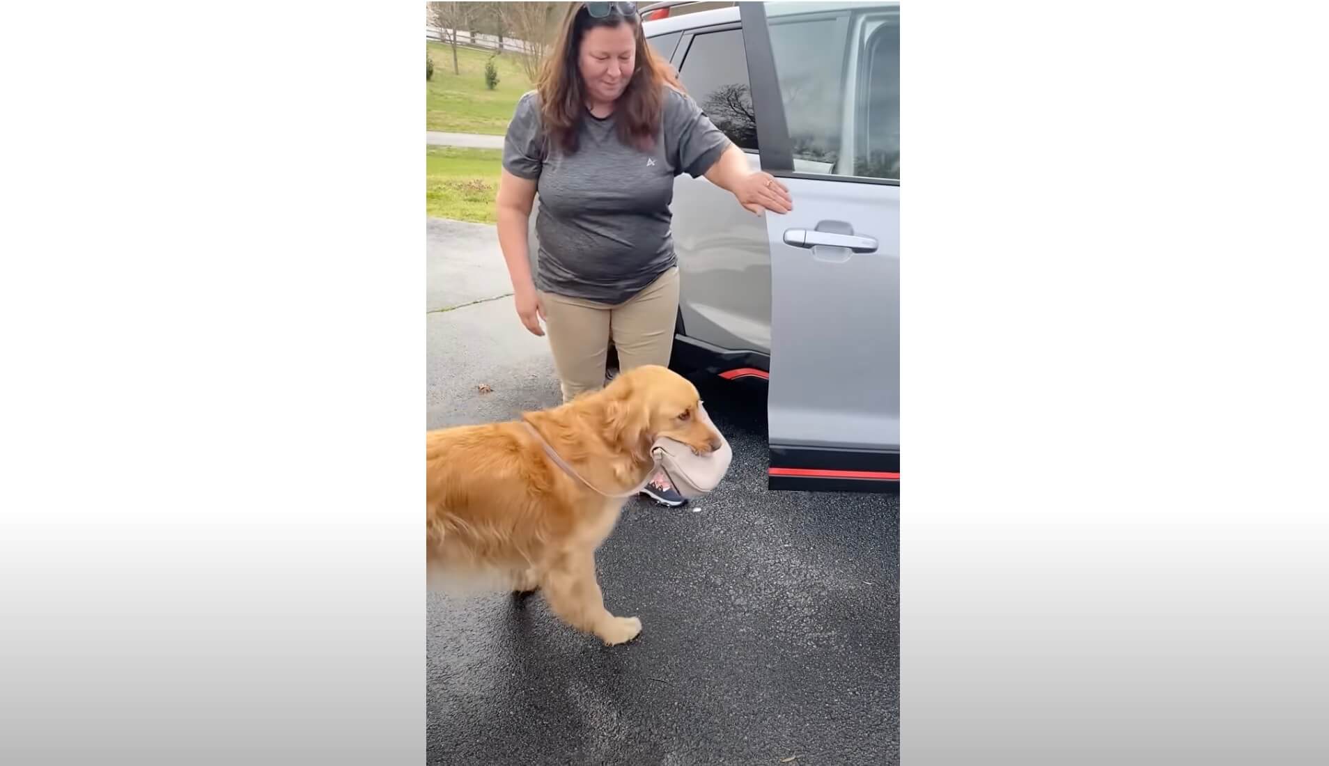 ゴールデンレトリーバー,動画