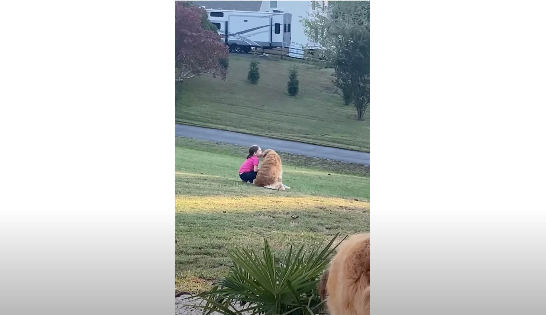 ゴールデンレトリーバー,動画