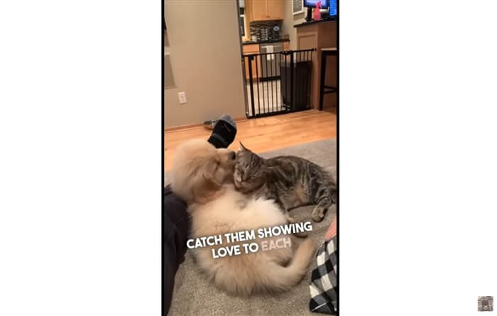 ゴールデンレトリーバー,動画