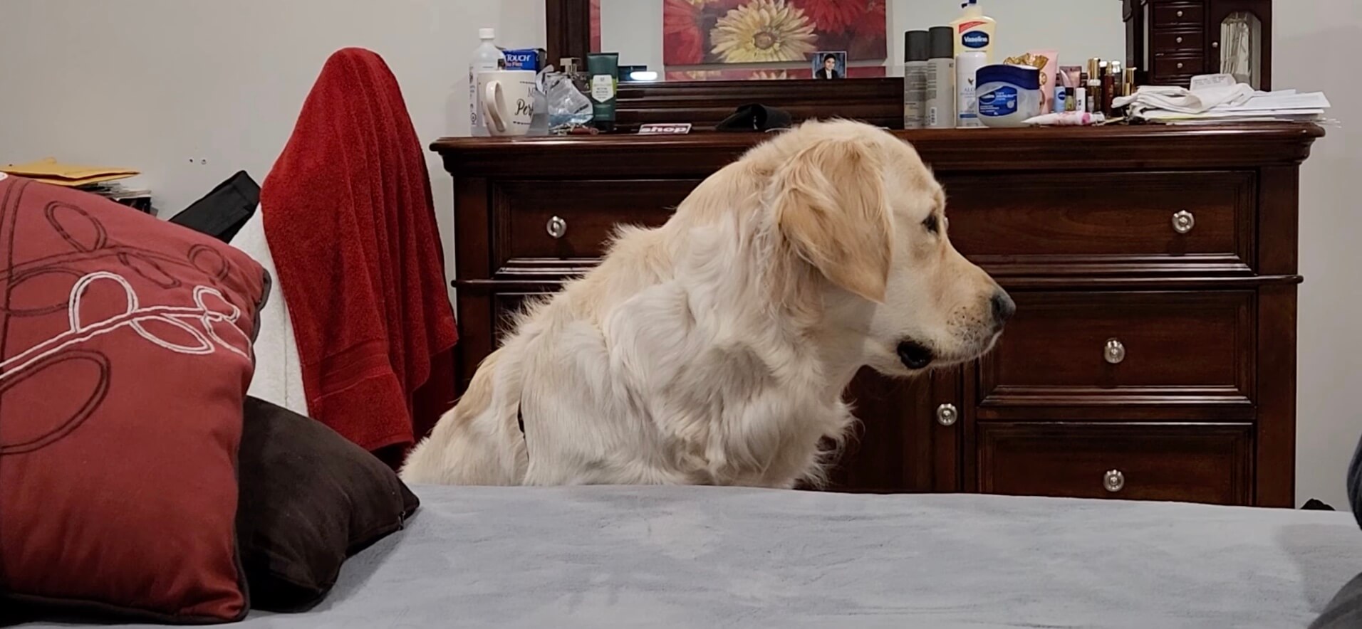 ゴールデンレトリーバー,動画