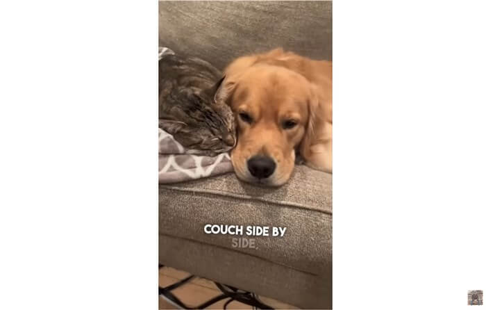 ゴールデンレトリーバー,動画