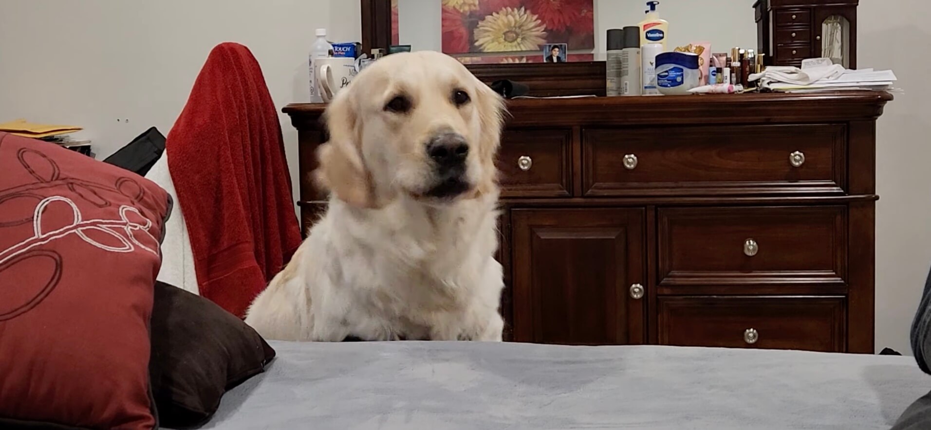 ゴールデンレトリーバー,動画