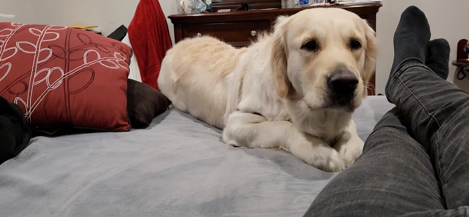 ゴールデンレトリーバー,動画