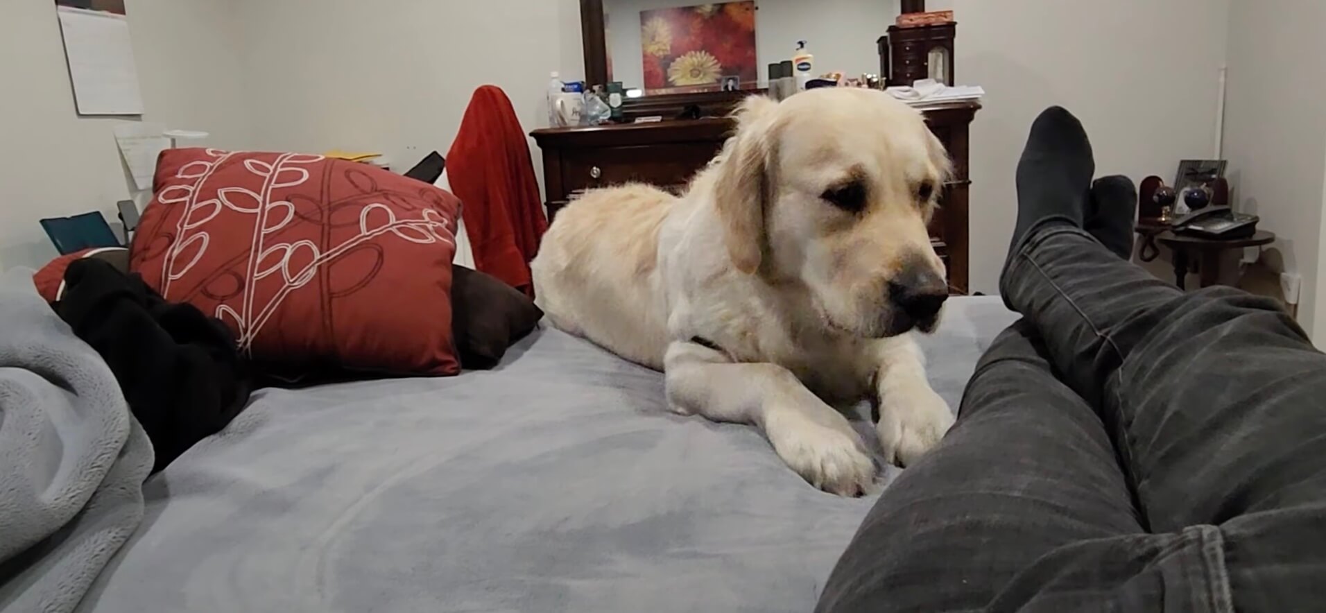 ゴールデンレトリーバー,動画