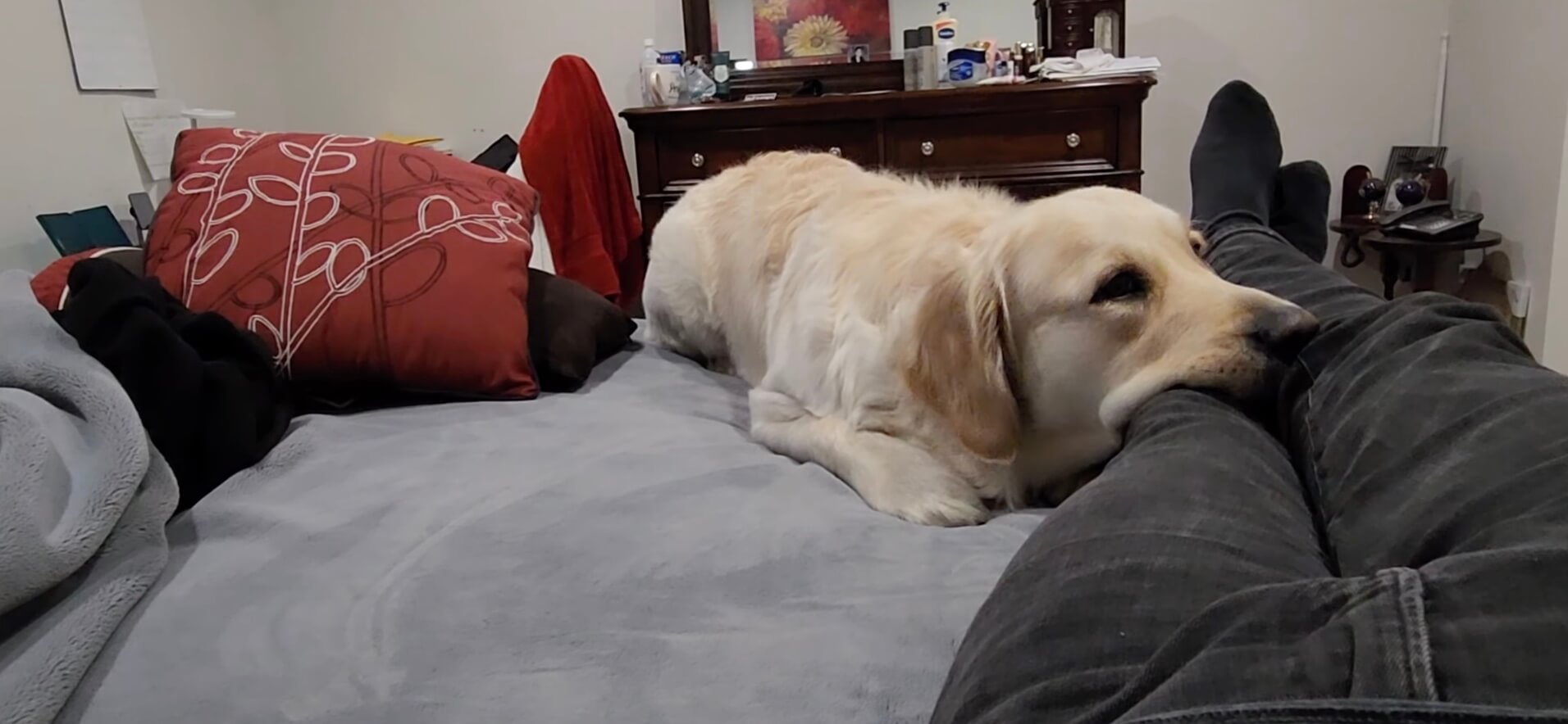 ゴールデンレトリーバー,動画