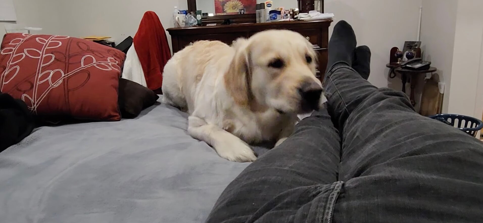 ゴールデンレトリーバー,動画