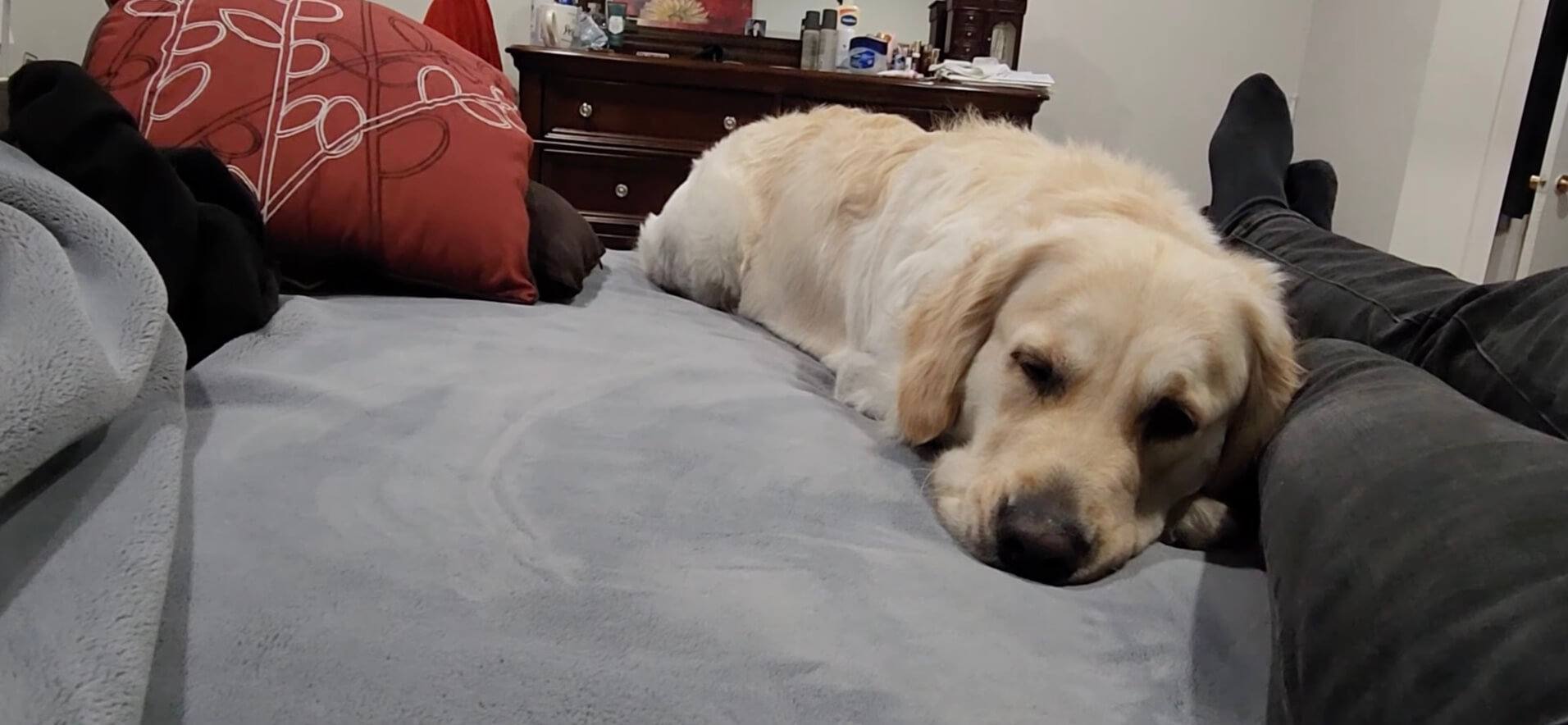 ゴールデンレトリーバー,動画