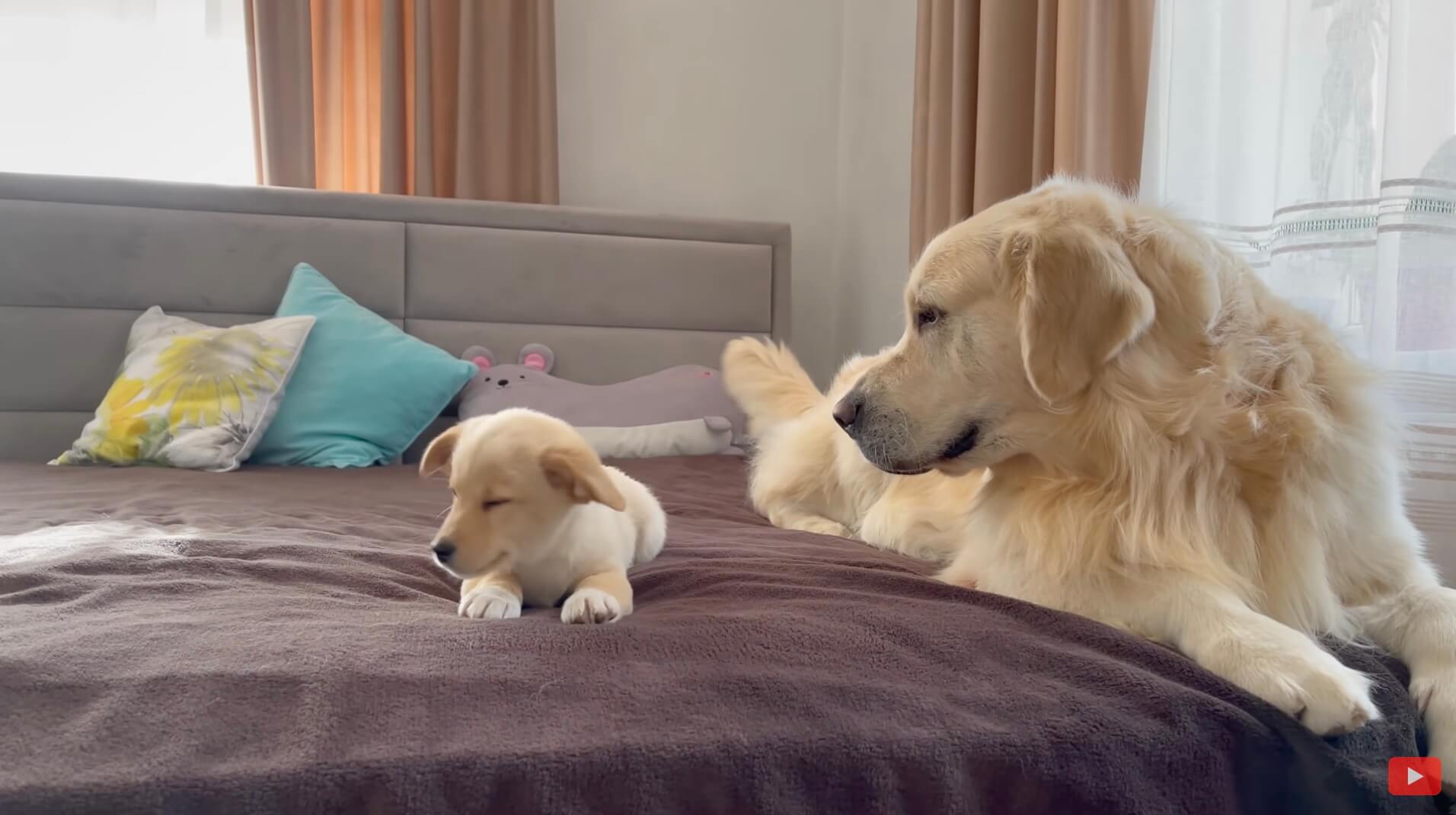 ゴールデンレトリーバー,動画