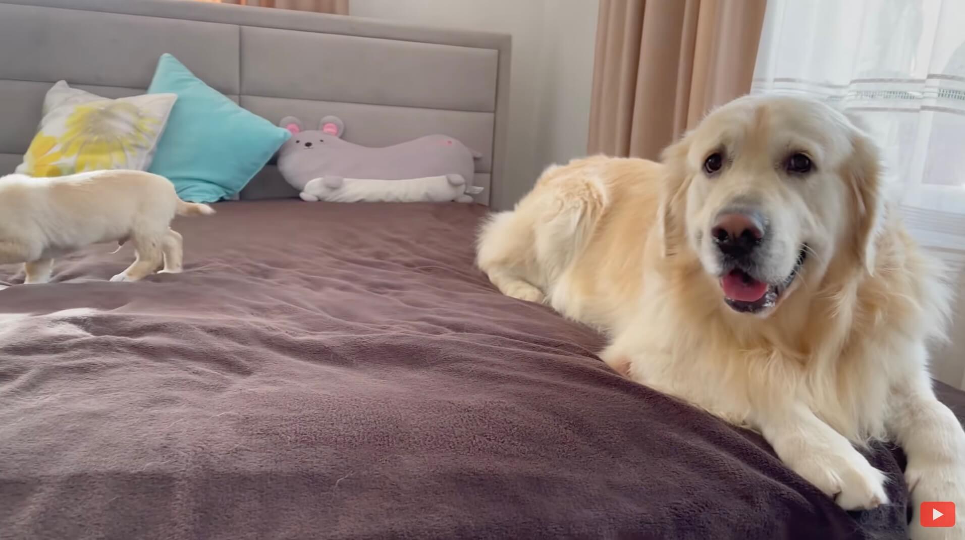 ゴールデンレトリーバー,動画