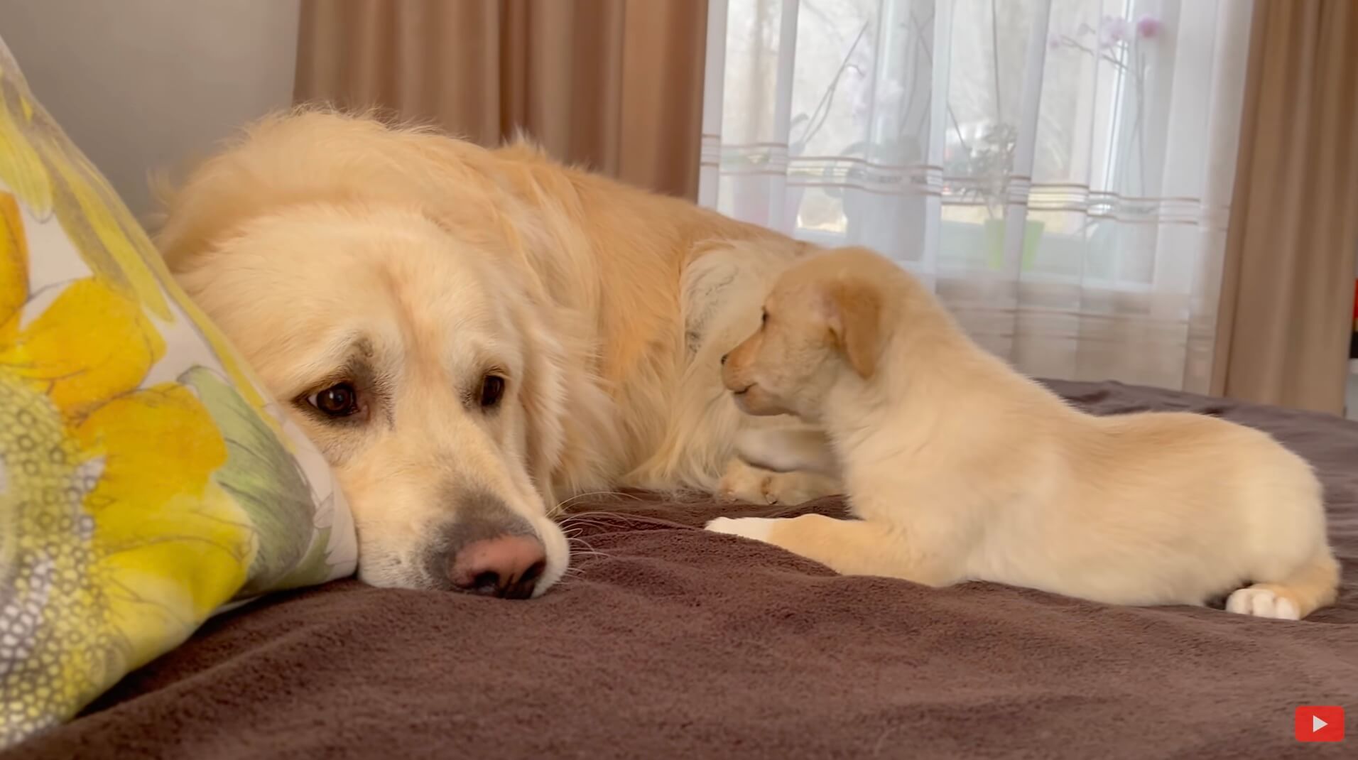 ゴールデンレトリーバー,動画