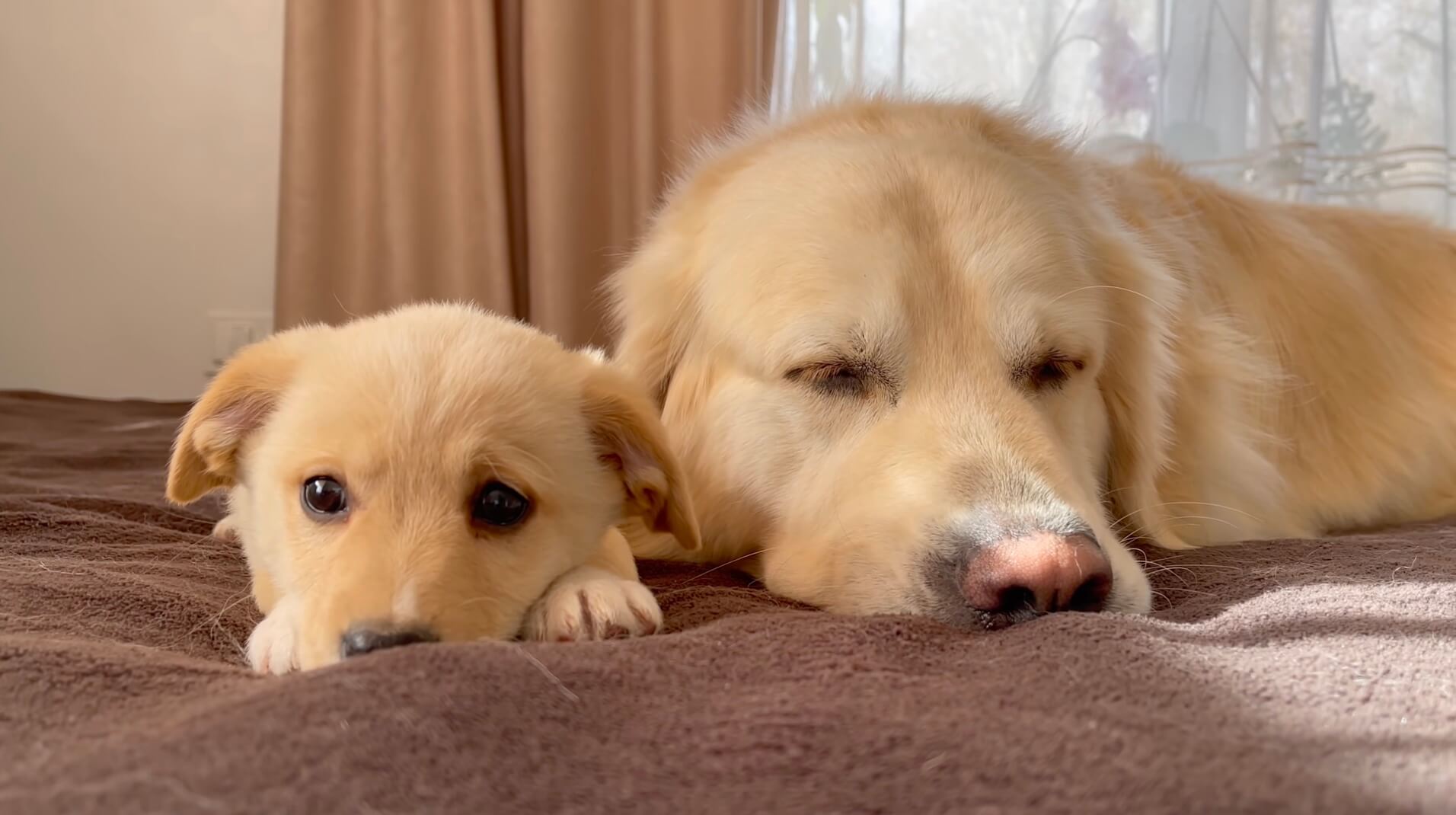 ゴールデンレトリーバー,動画