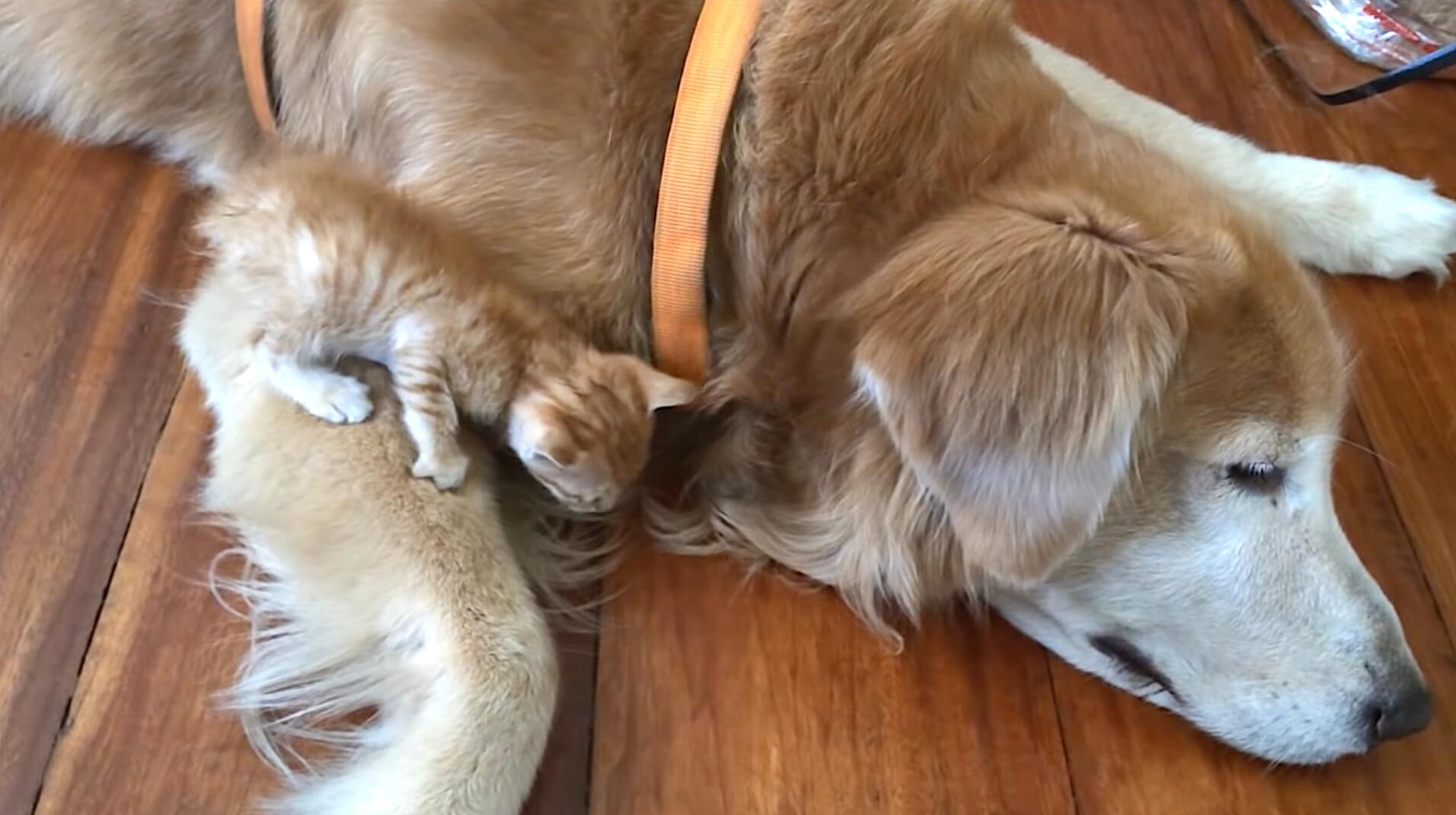 ゴールデンレトリーバー,動画