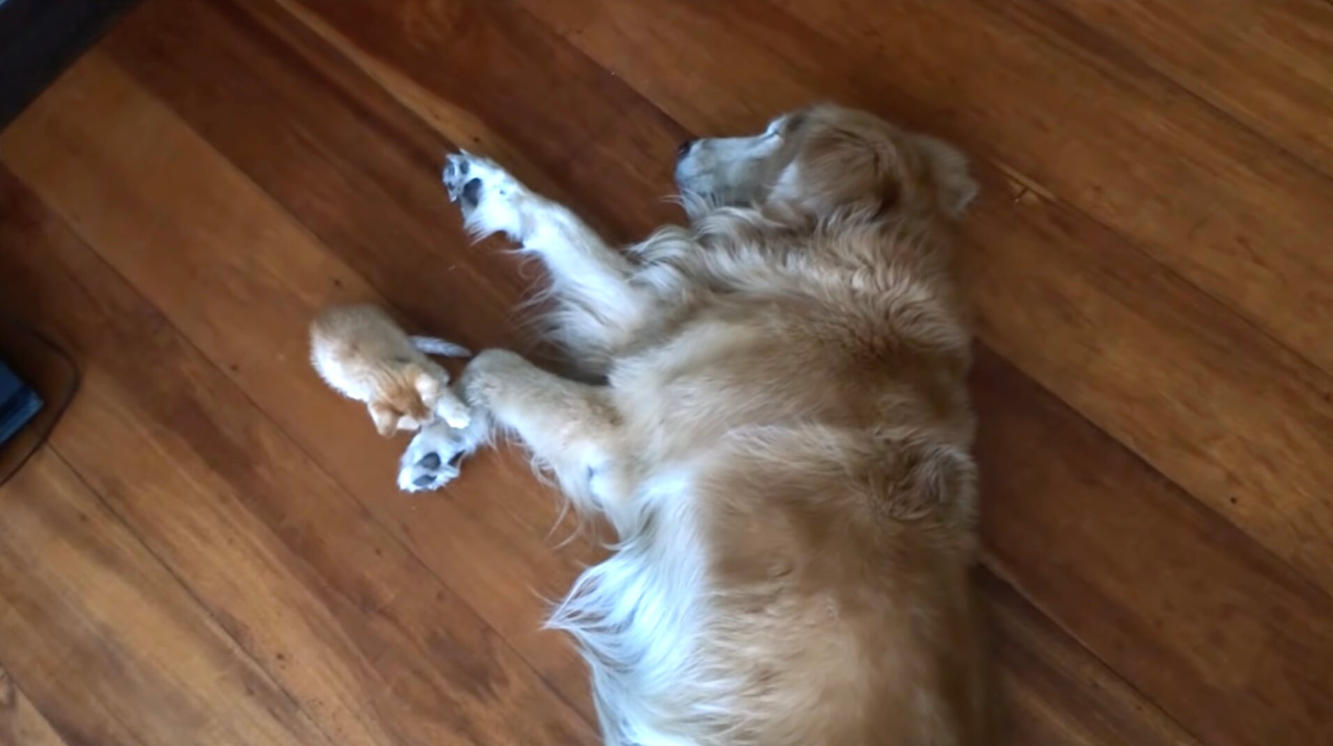 ゴールデンレトリーバー,動画