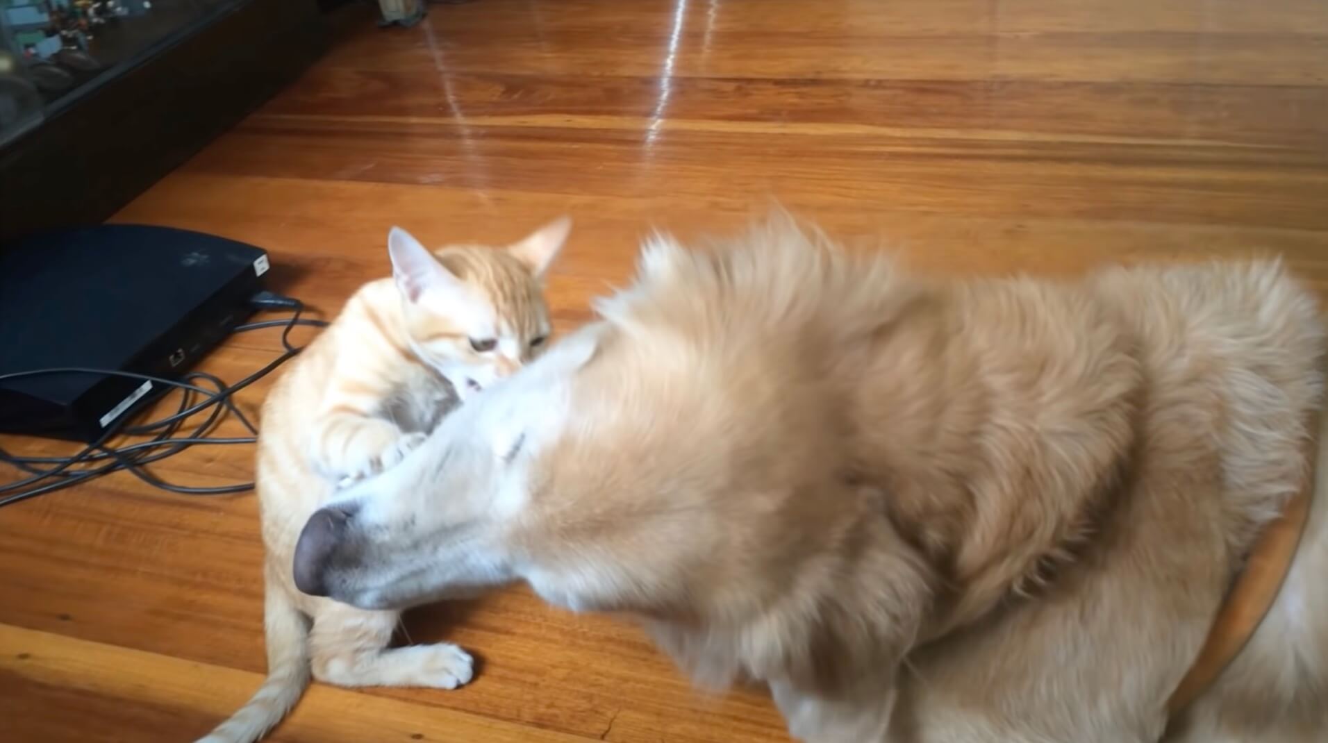 ゴールデンレトリーバー,動画