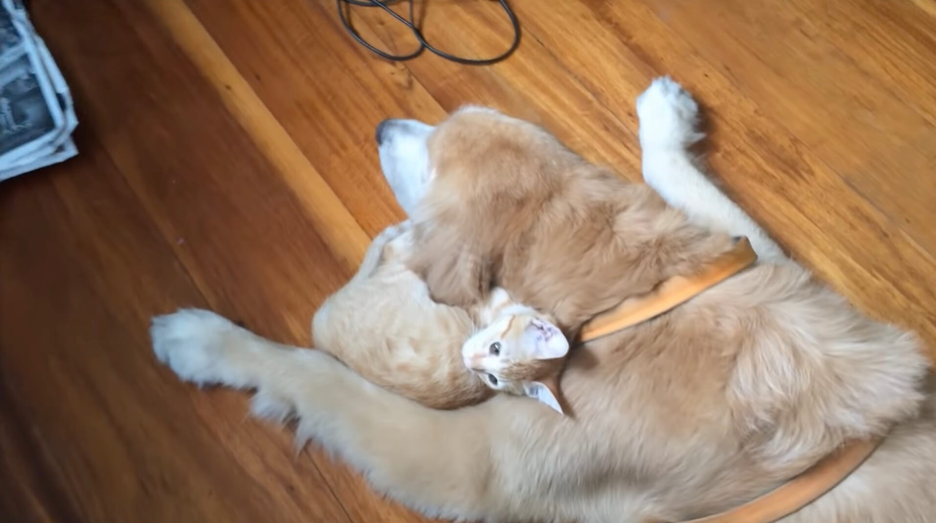 ゴールデンレトリーバー,動画