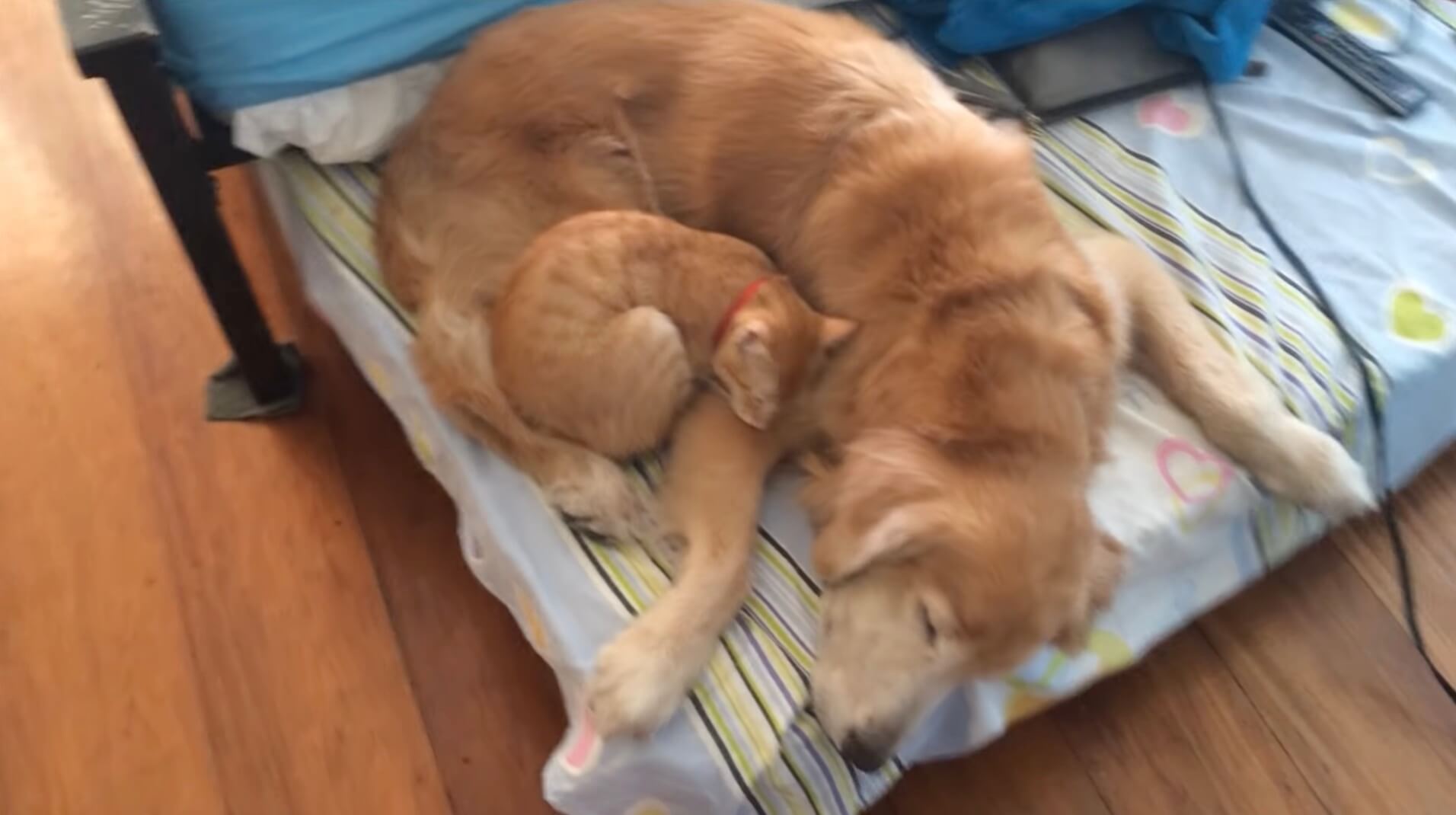 ゴールデンレトリーバー,動画