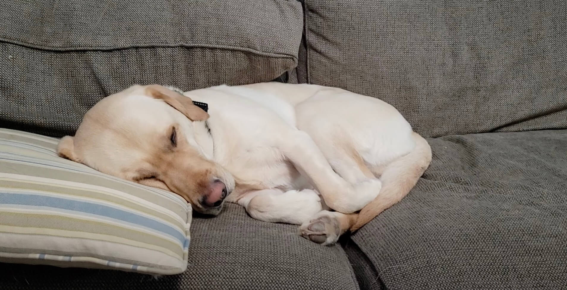 ラブラドールレトリーバー,動画