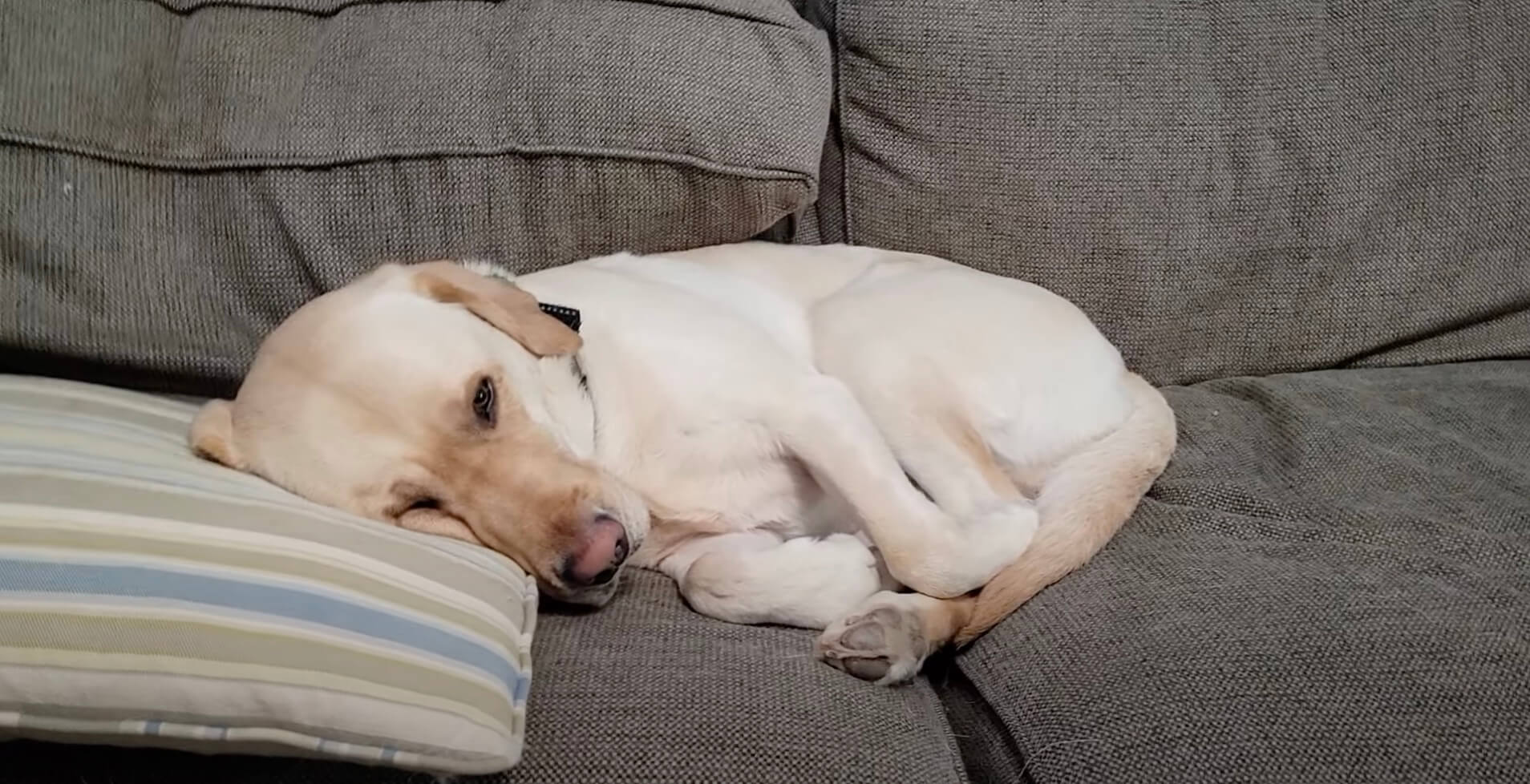 ラブラドールレトリーバー,動画