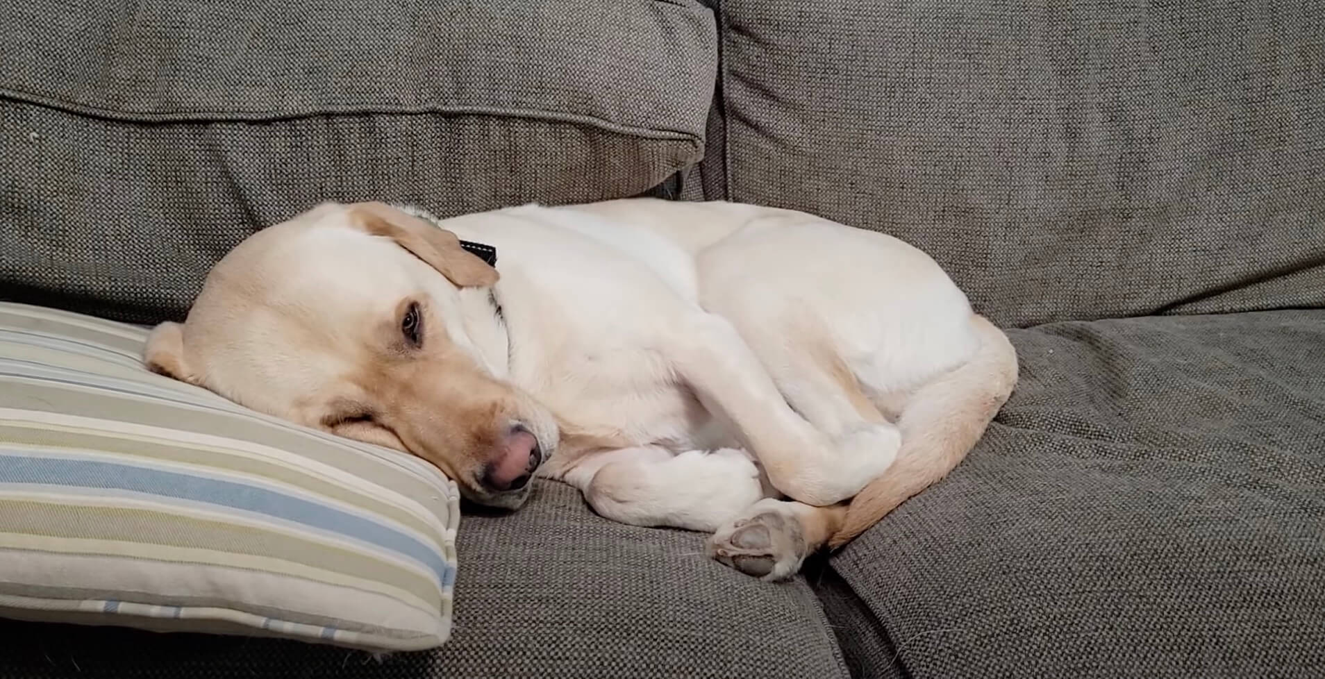 ラブラドールレトリーバー,動画