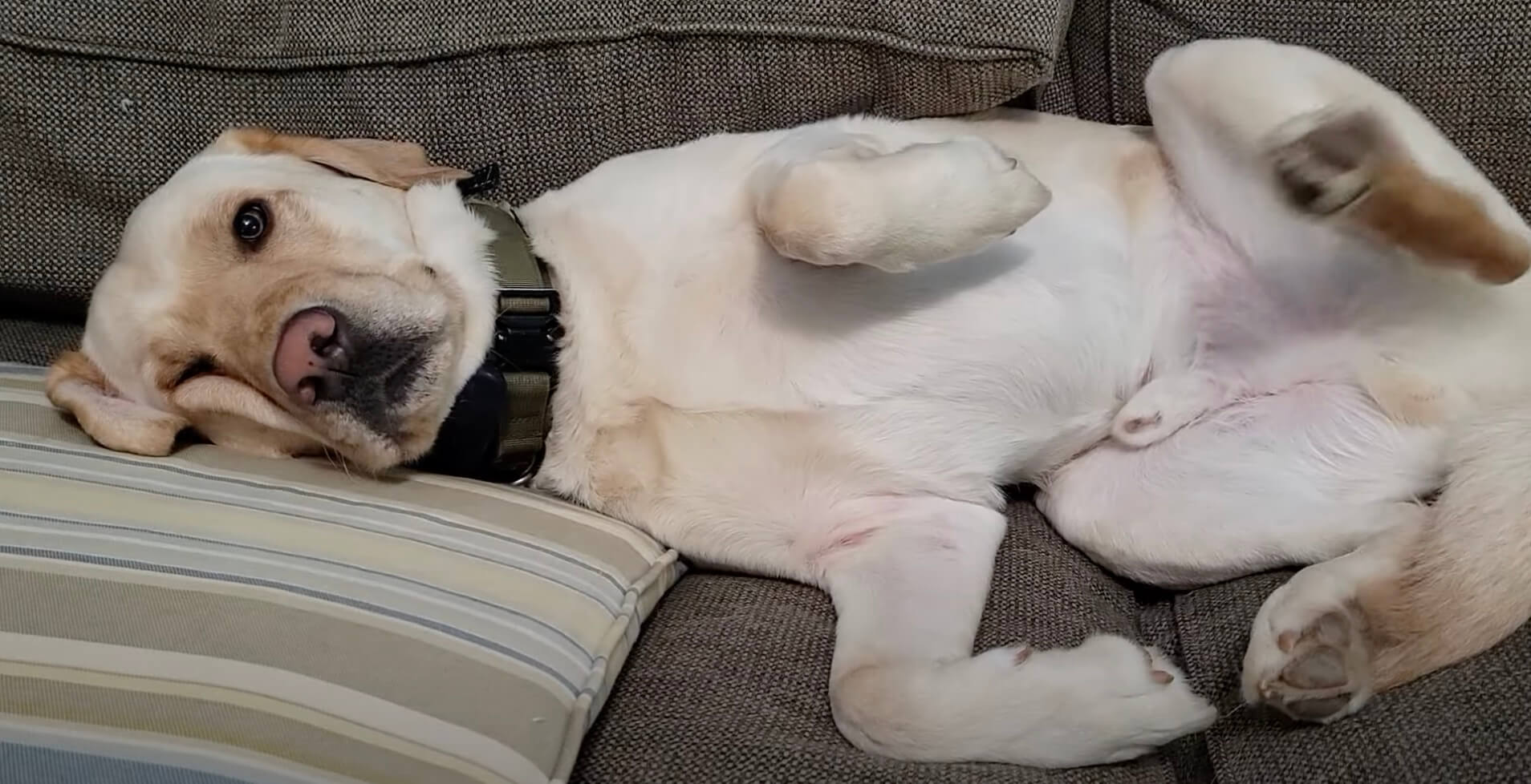 ラブラドールレトリーバー,動画