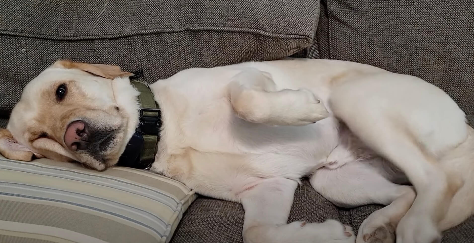 ラブラドールレトリーバー,動画